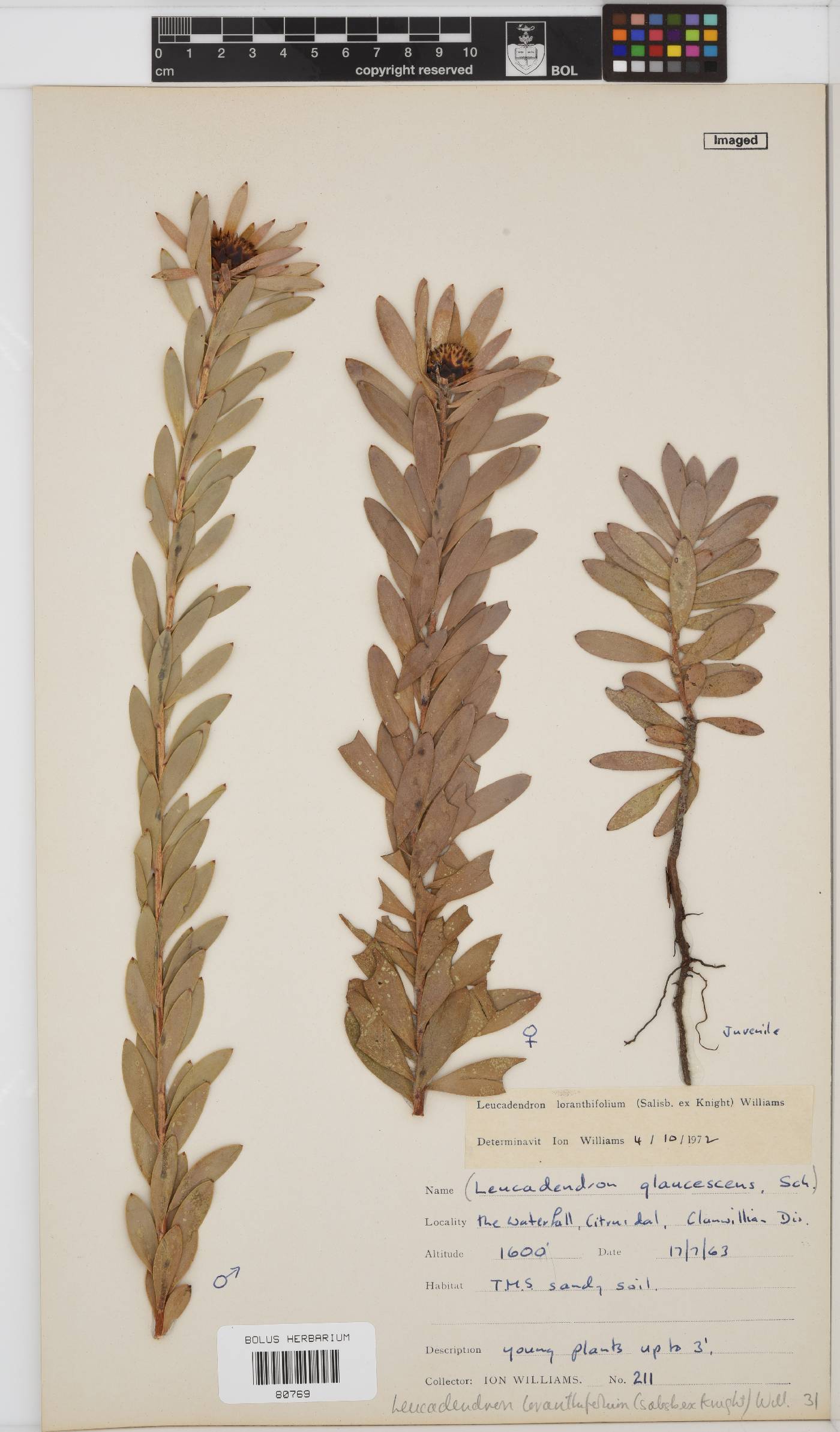 Leucadendron image
