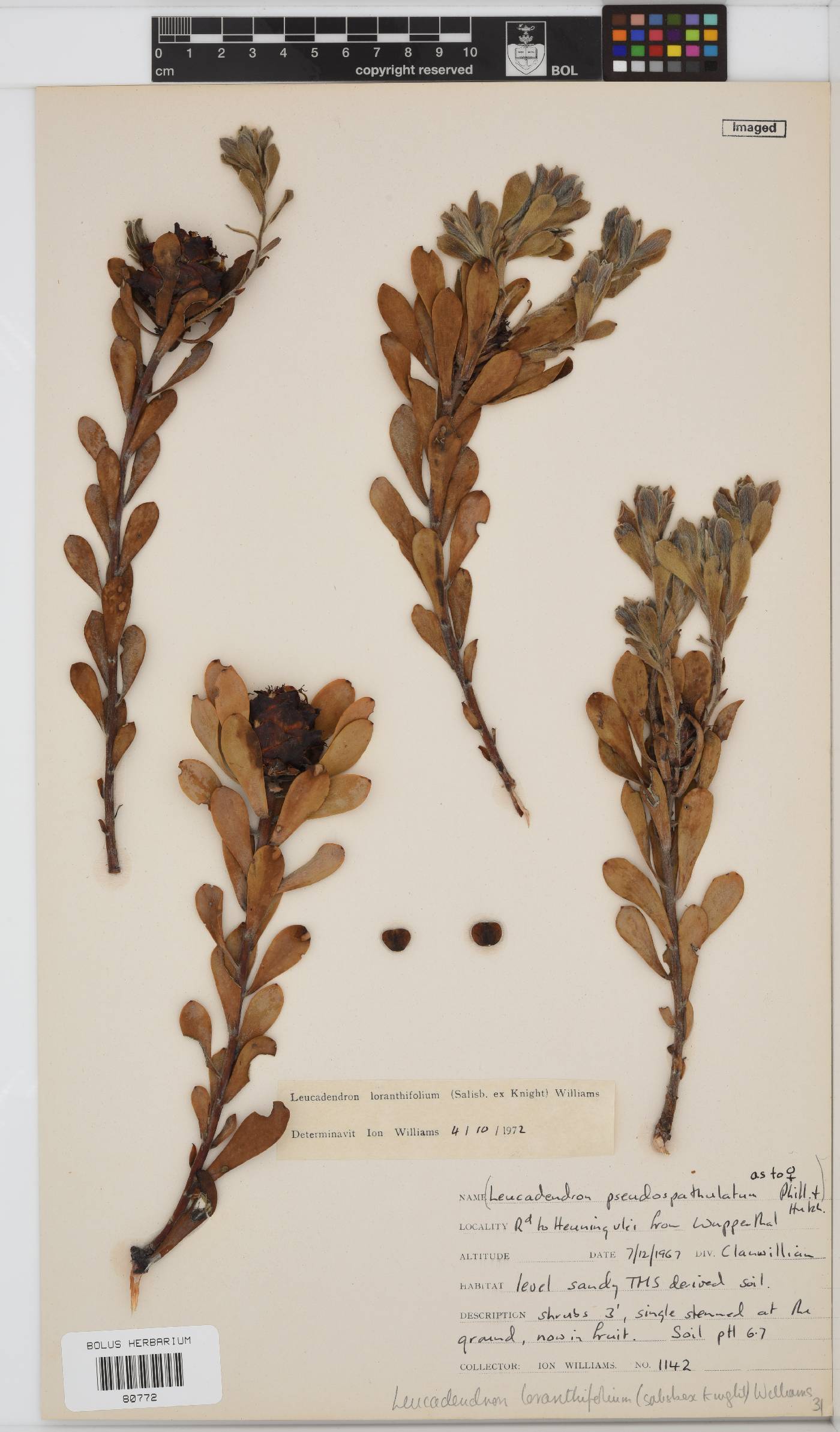 Leucadendron loranthifolium image