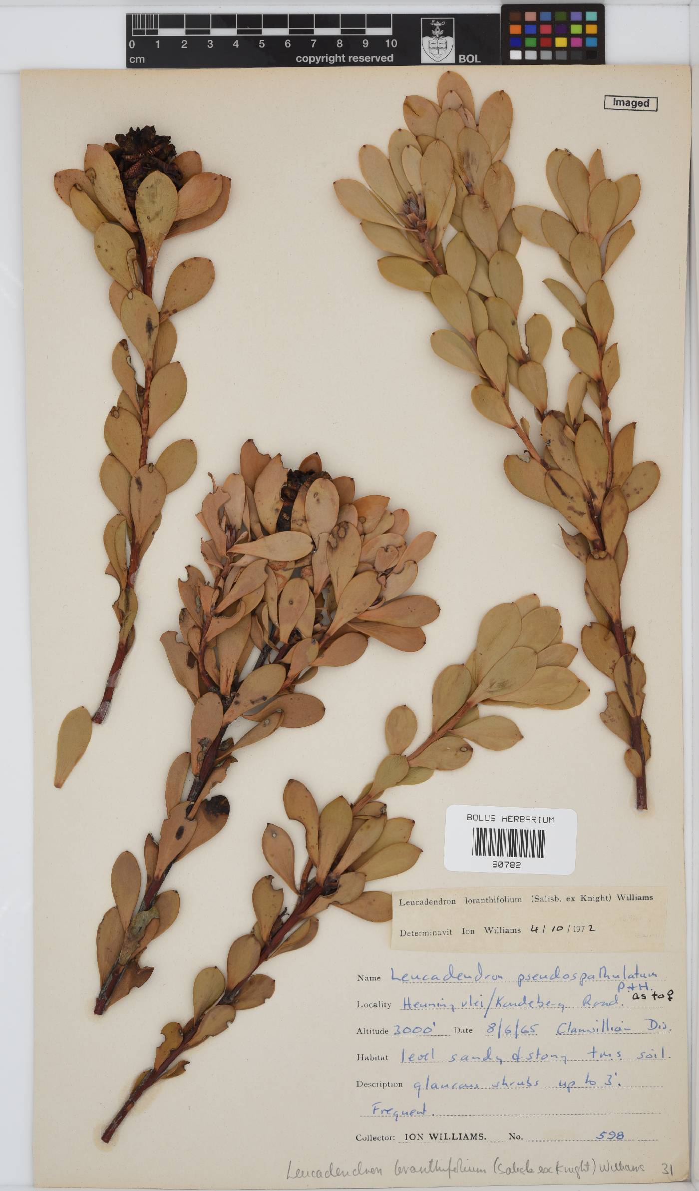Leucadendron loranthifolium image