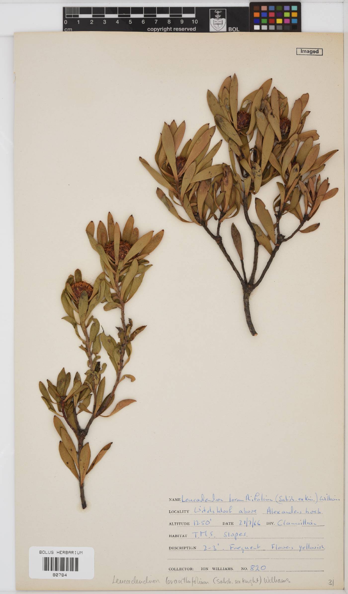 Leucadendron loranthifolium image