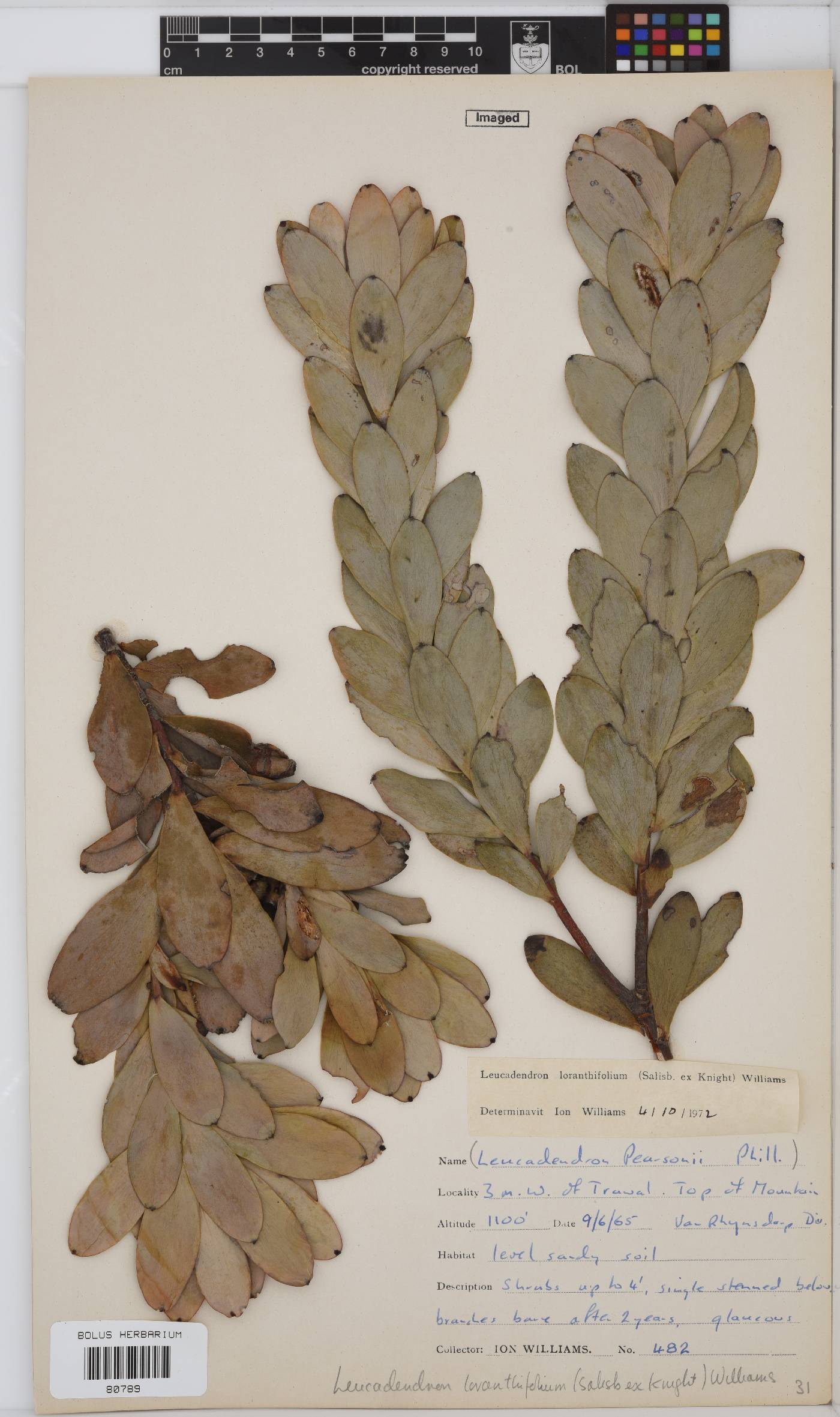 Leucadendron loranthifolium image