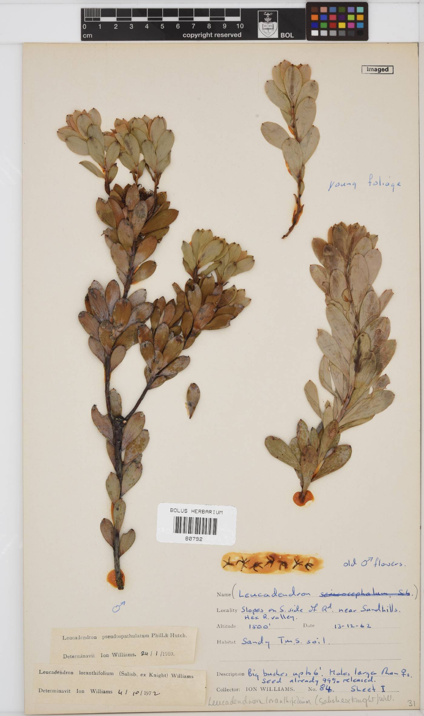 Leucadendron loranthifolium image