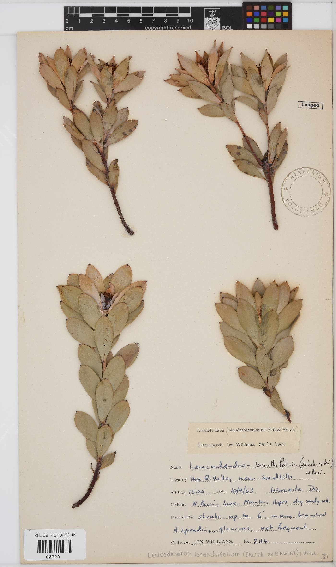 Leucadendron loranthifolium image