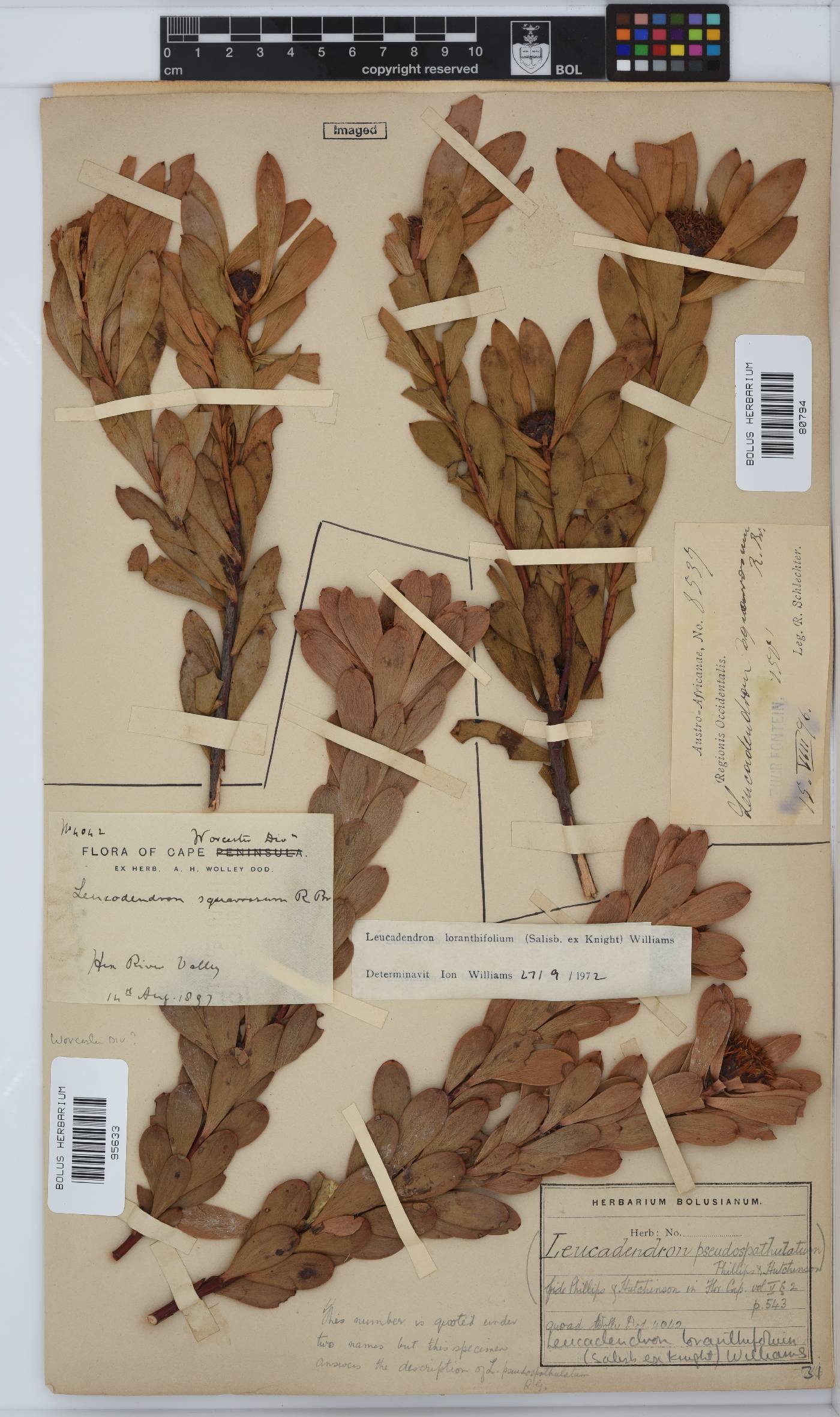 Leucadendron loranthifolium image