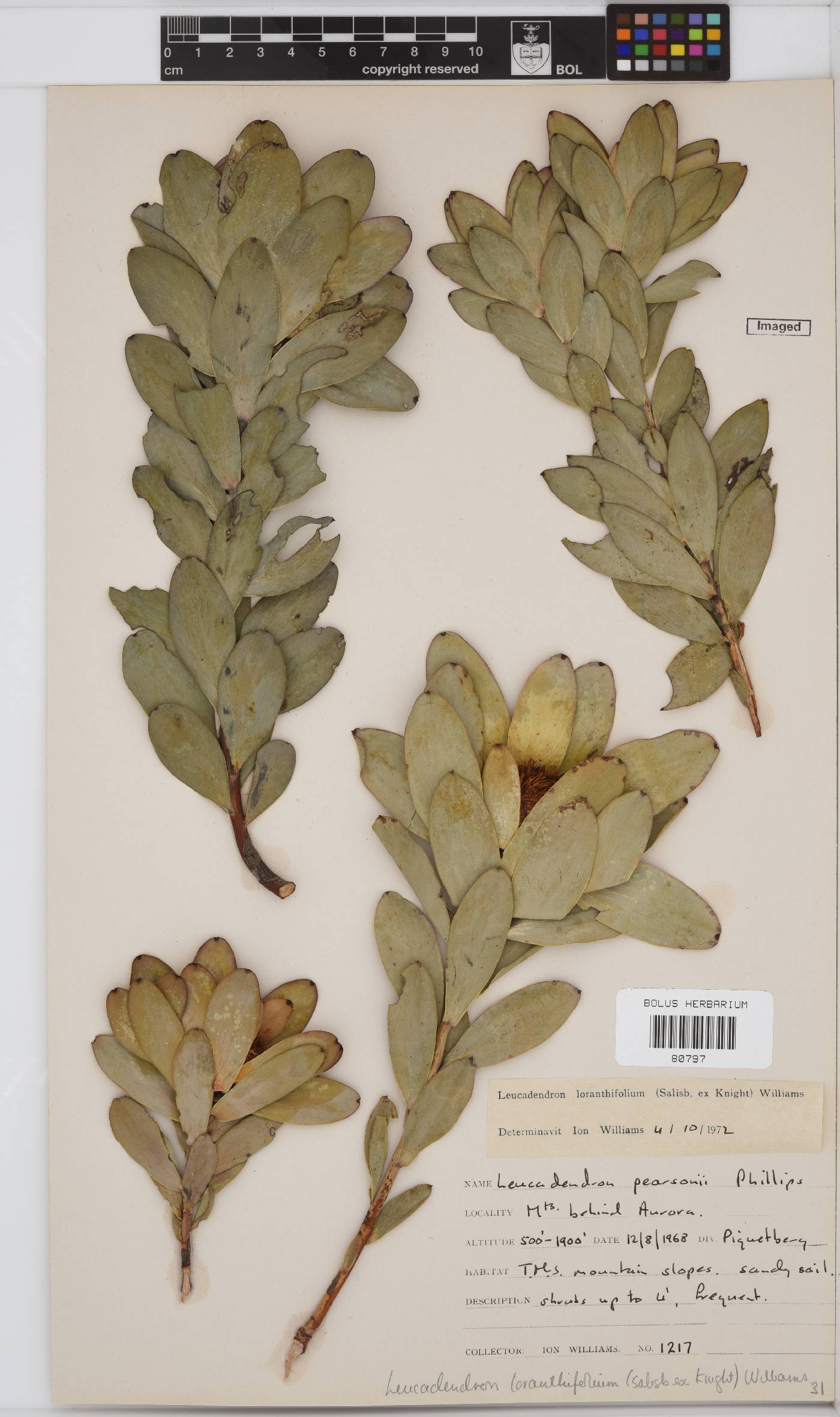 Leucadendron loranthifolium image