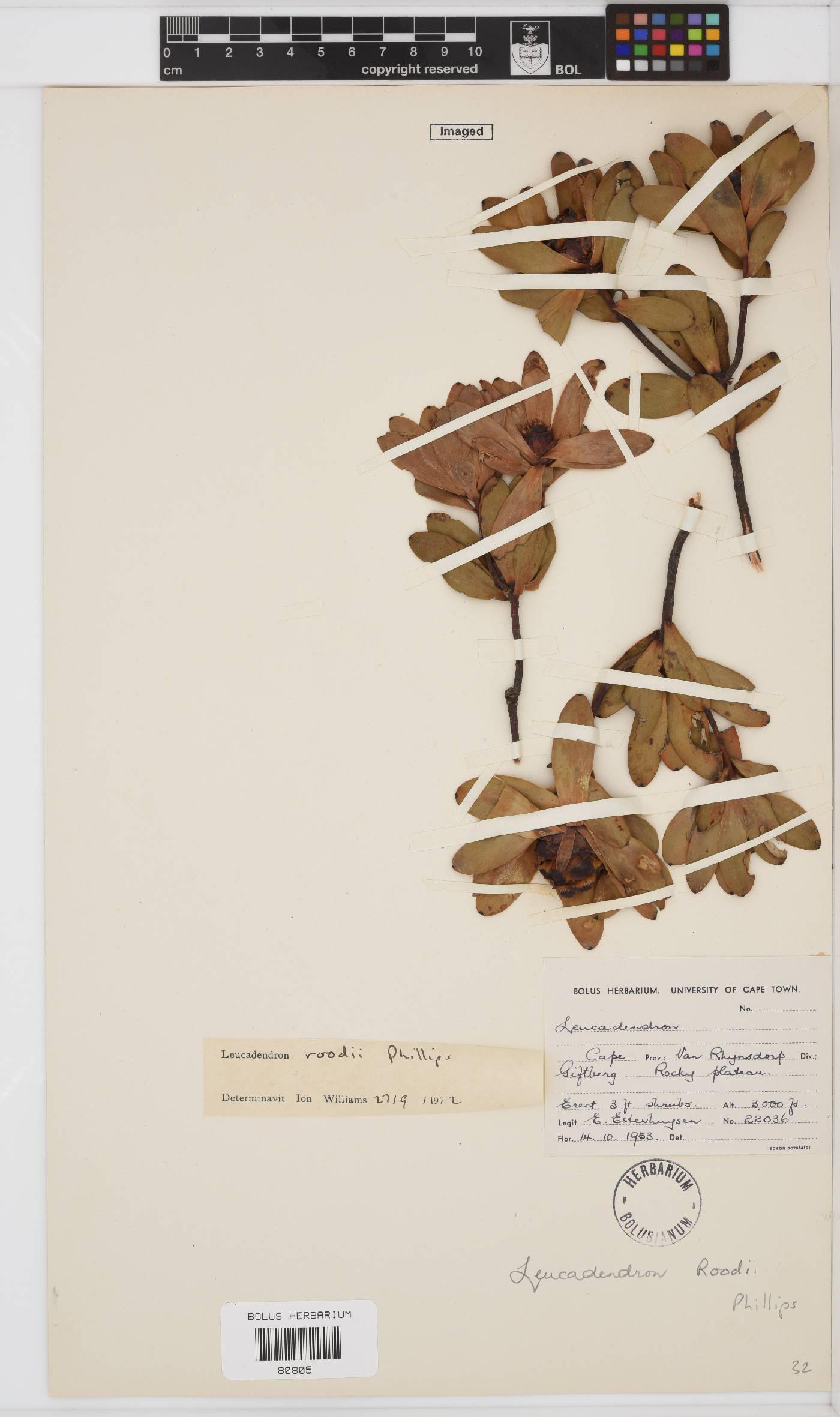 Leucadendron roodii image