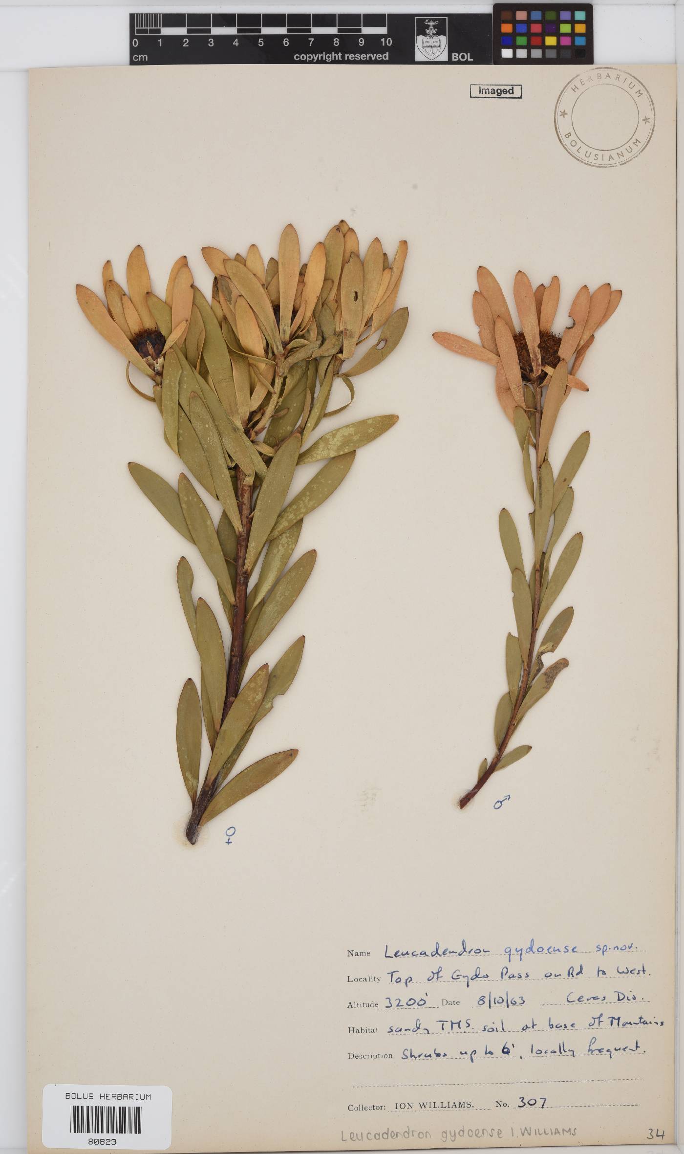 Leucadendron gydoense image