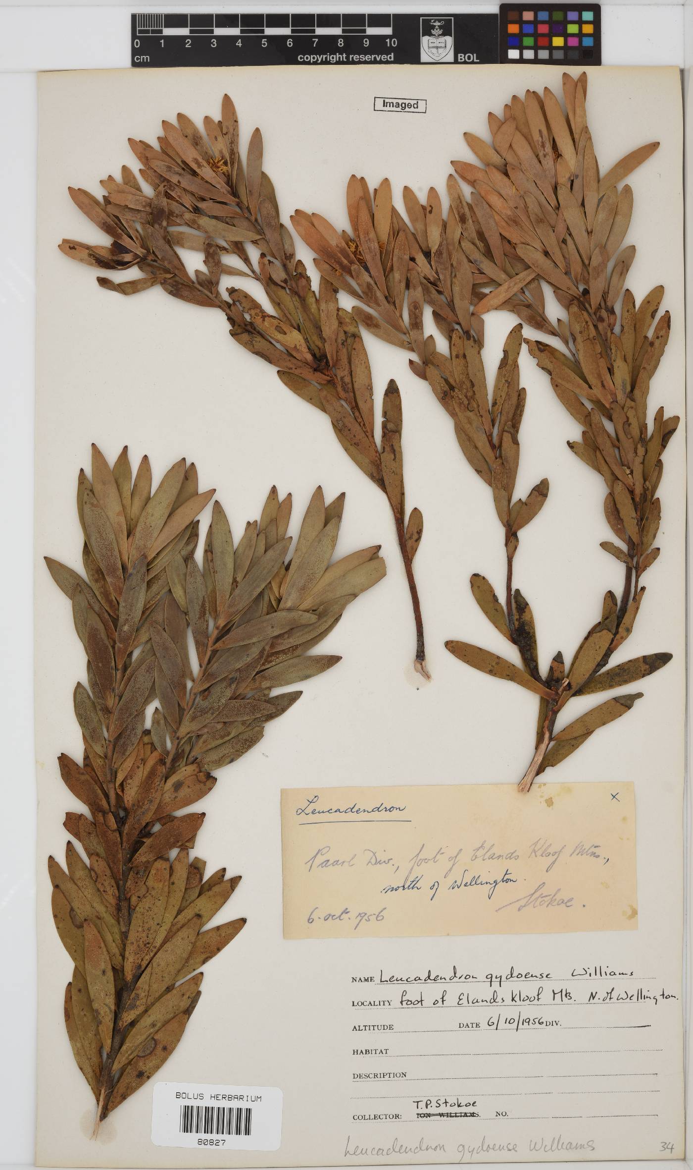 Leucadendron gydoense image