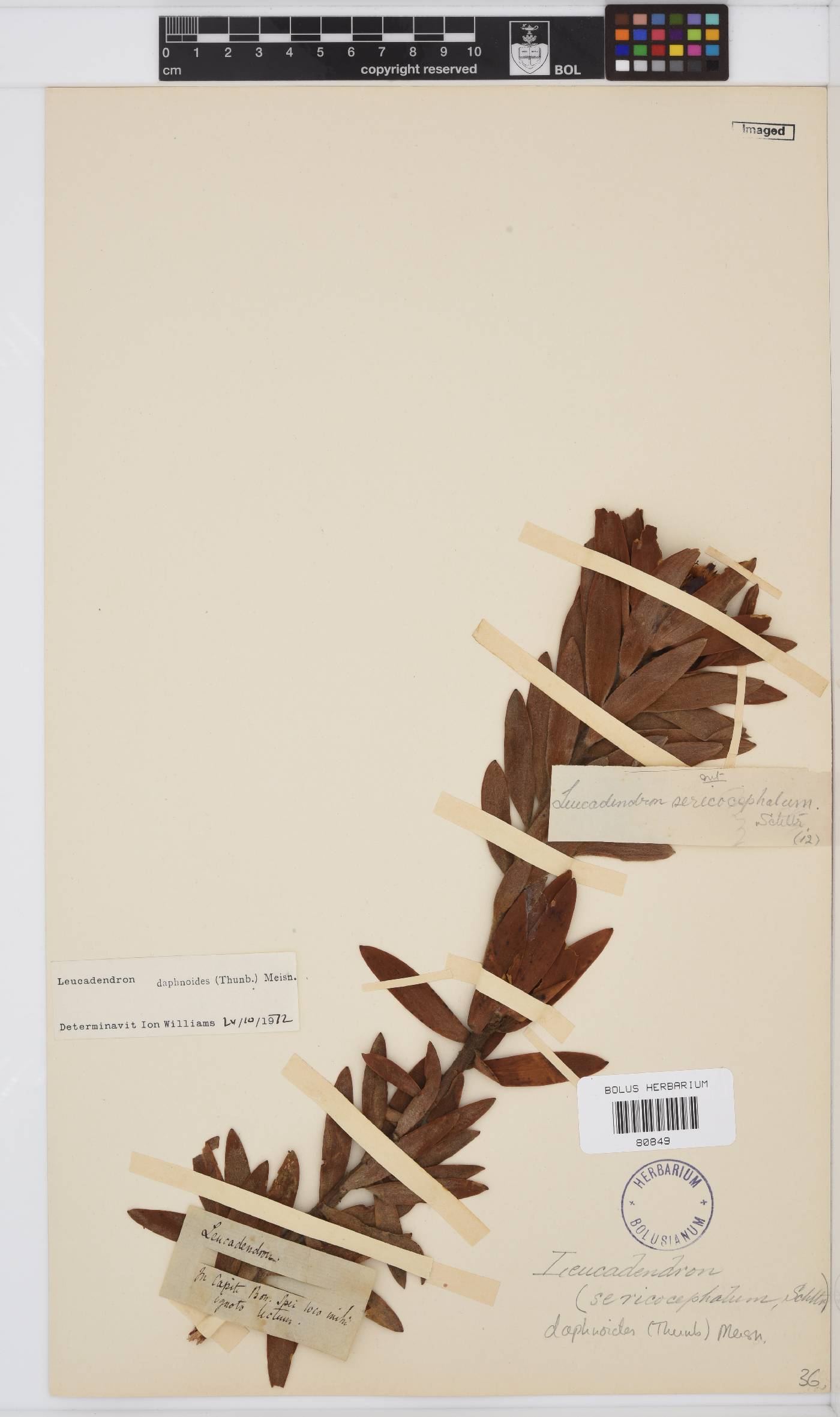 Leucadendron daphnoides image