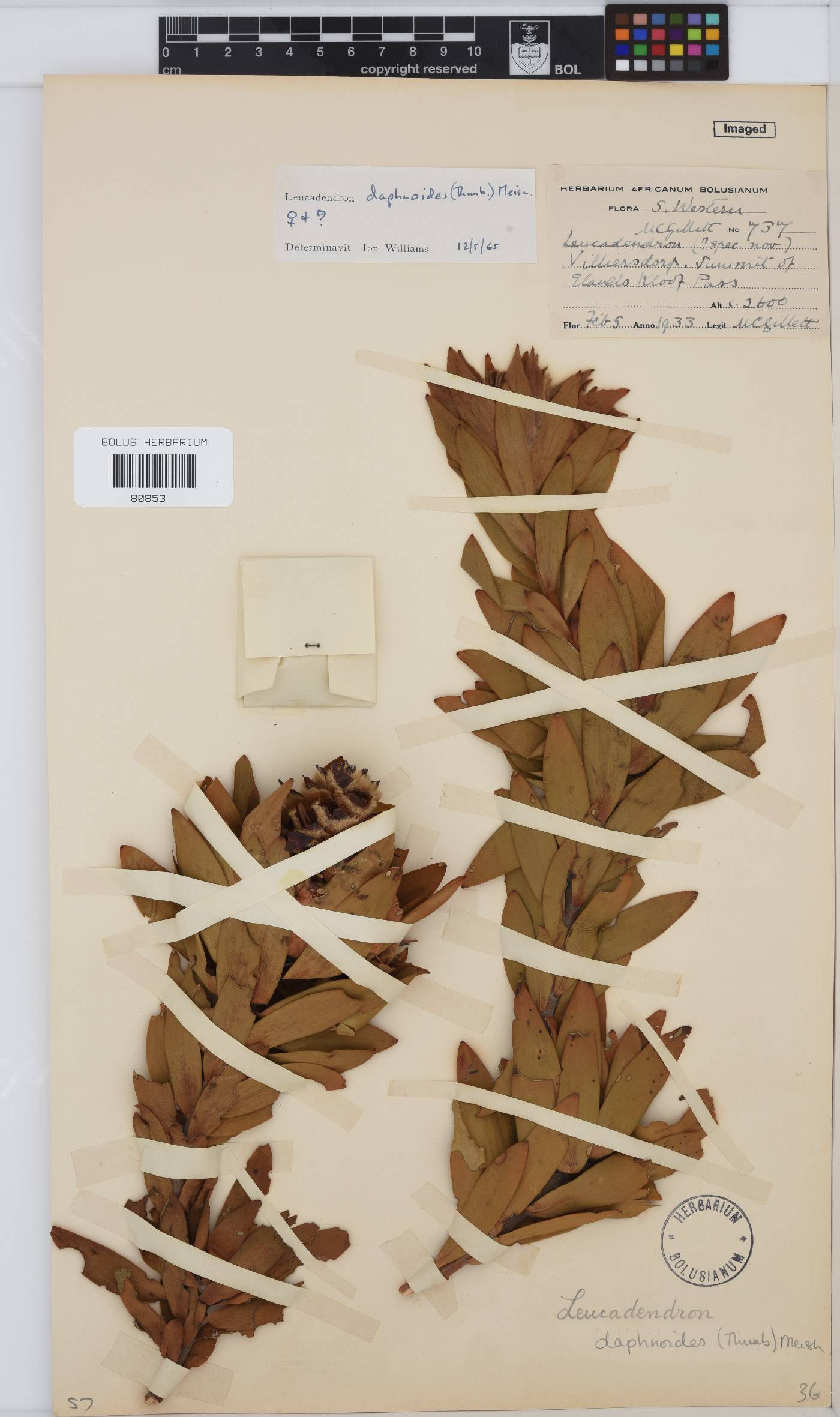 Leucadendron daphnoides image