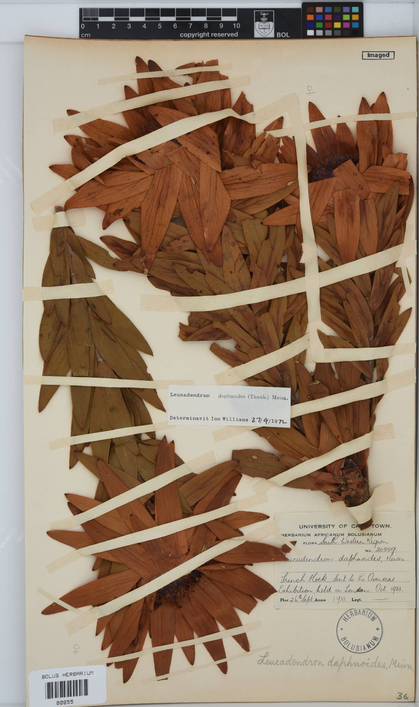 Leucadendron daphnoides image