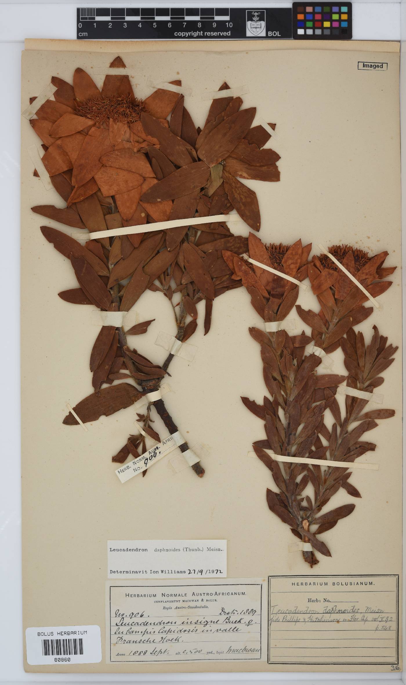 Leucadendron daphnoides image