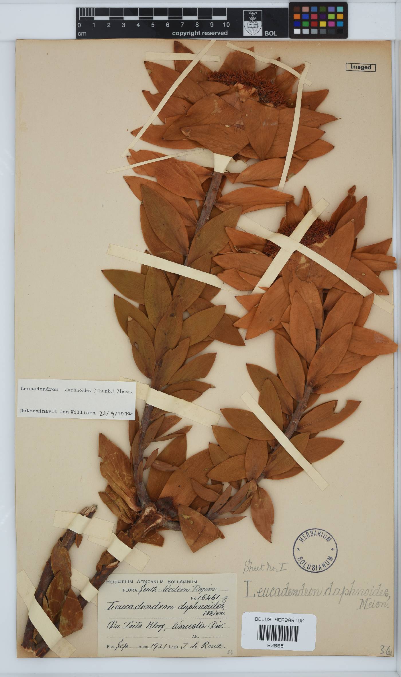 Leucadendron daphnoides image