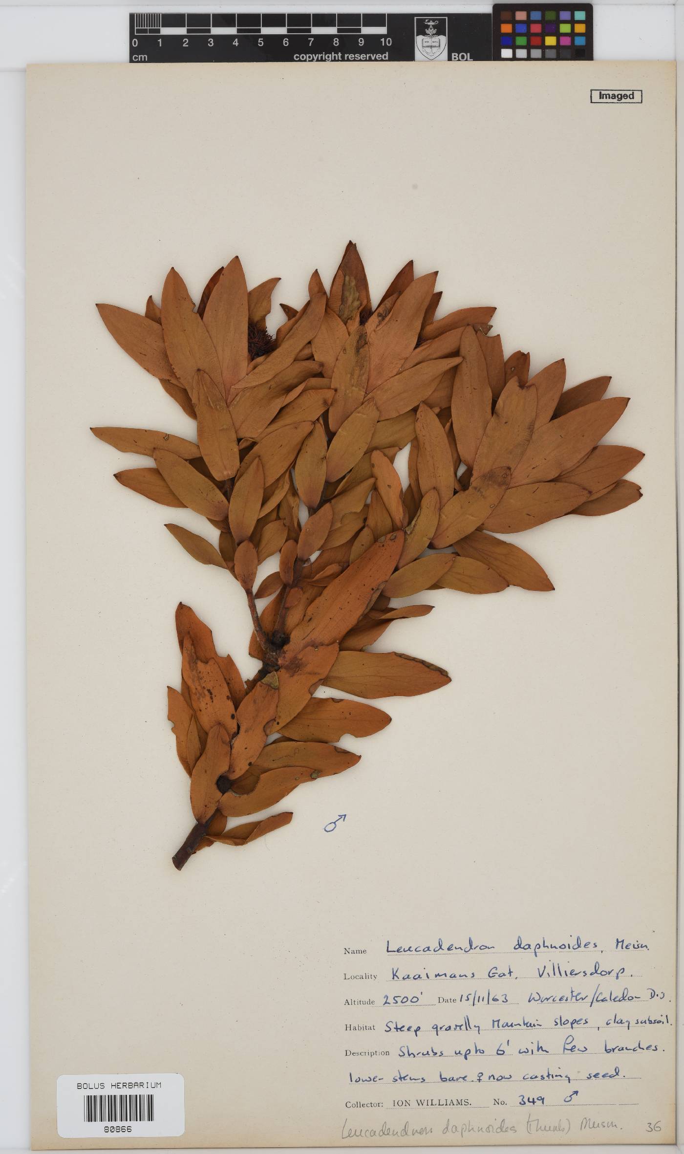Leucadendron daphnoides image
