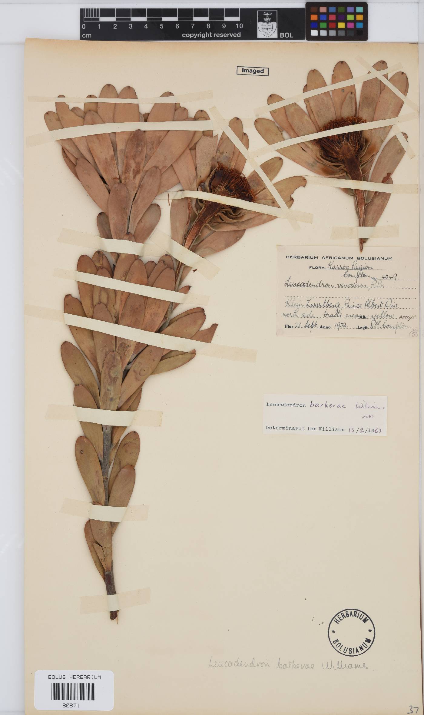 Leucadendron barkerae image