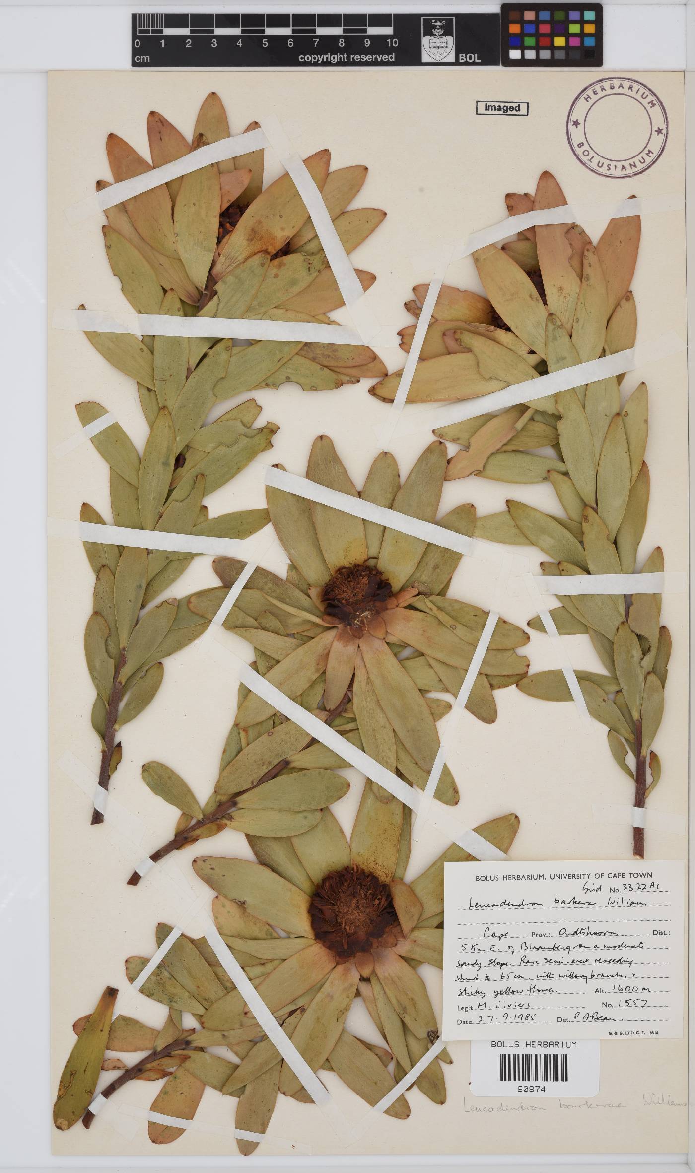 Leucadendron barkerae image