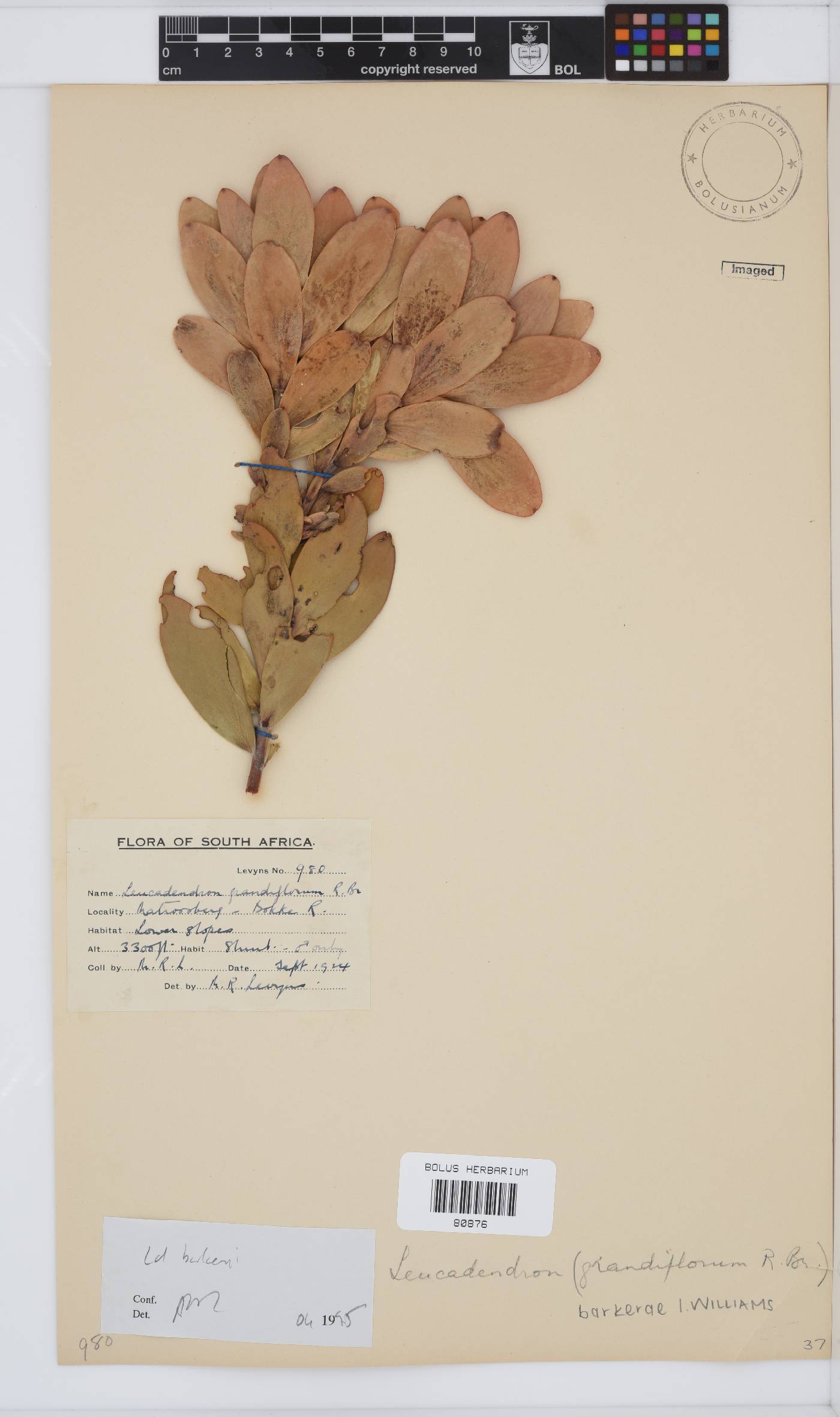Leucadendron barkerae image