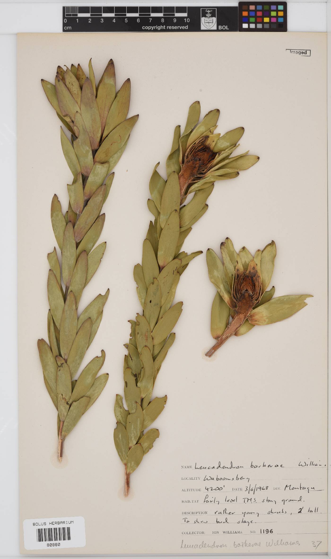 Leucadendron barkerae image