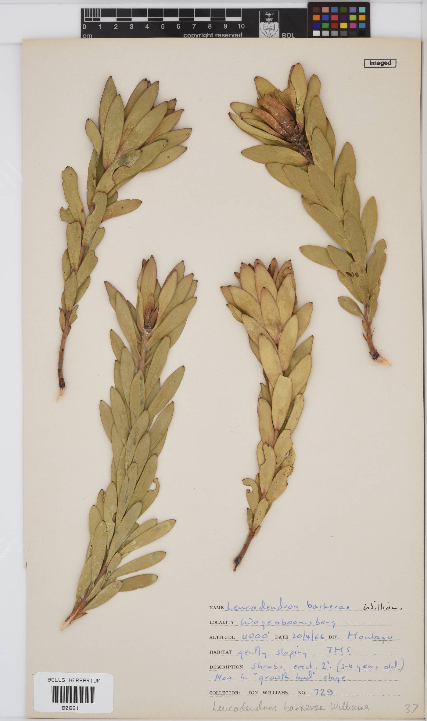 Leucadendron barkerae image