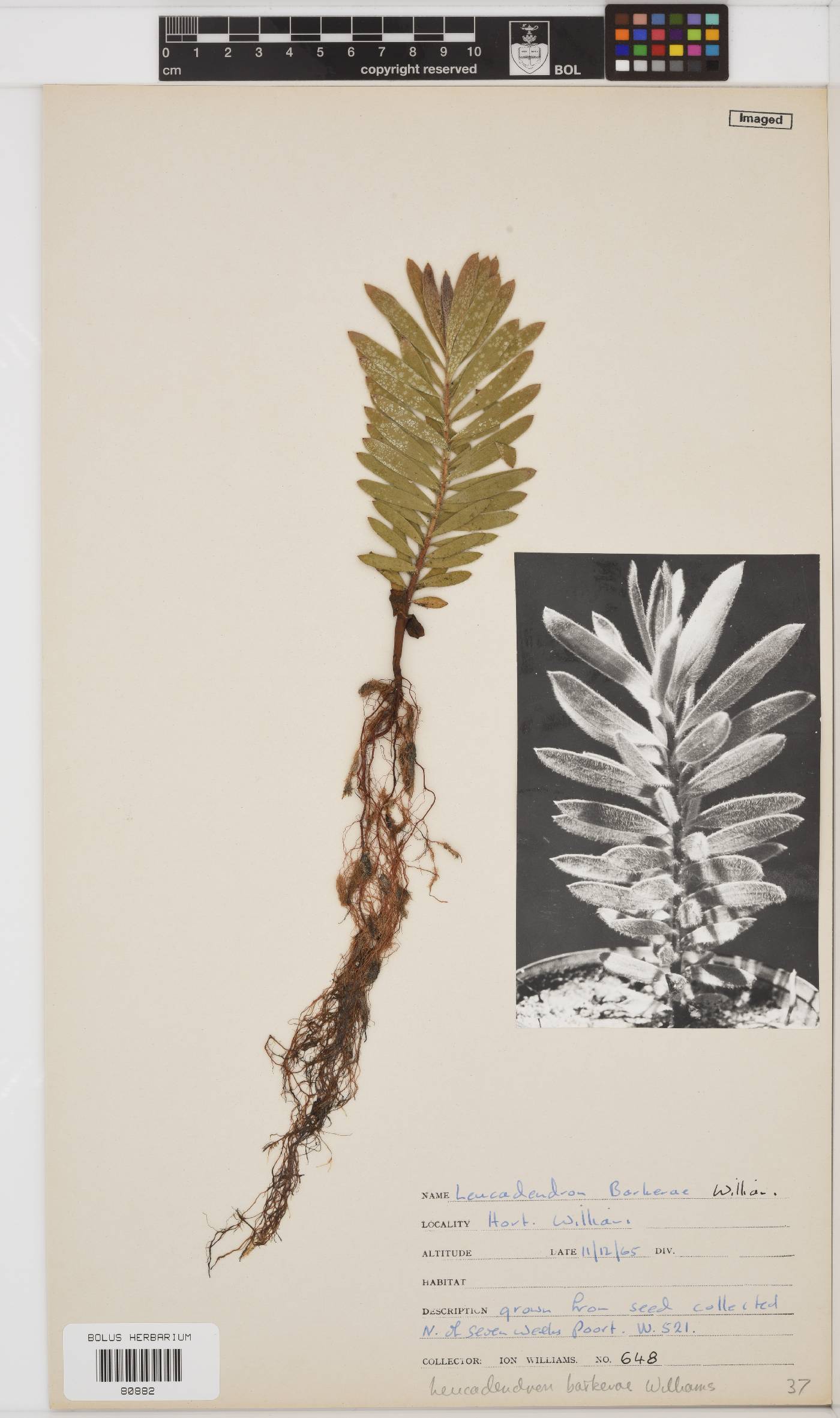 Leucadendron barkerae image
