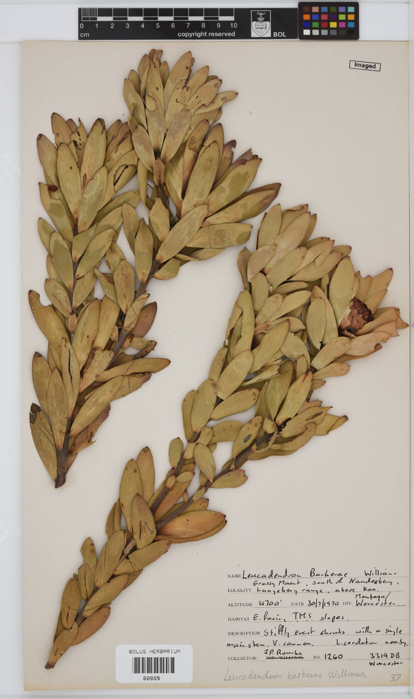 Leucadendron barkerae image