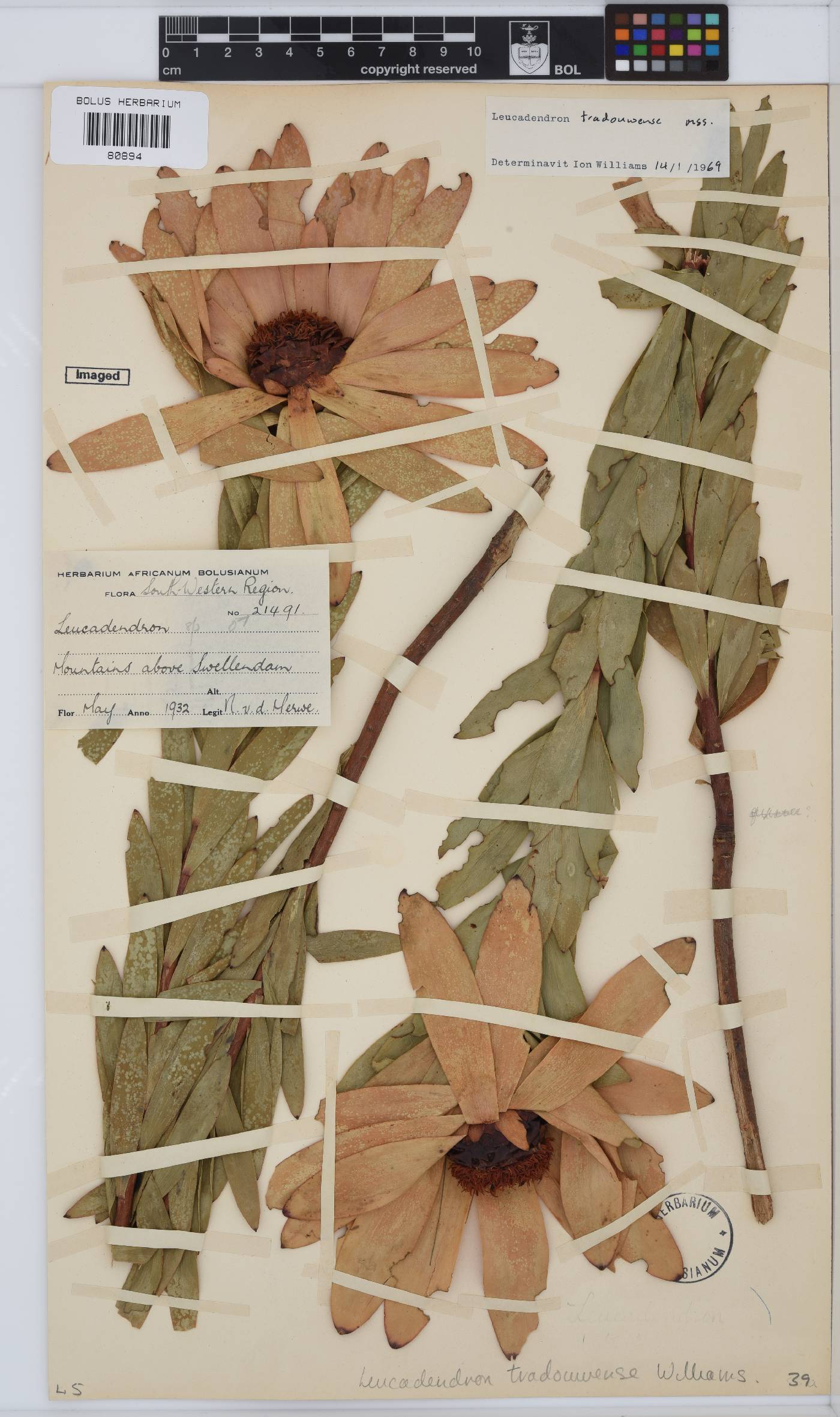 Leucadendron tradouwense image