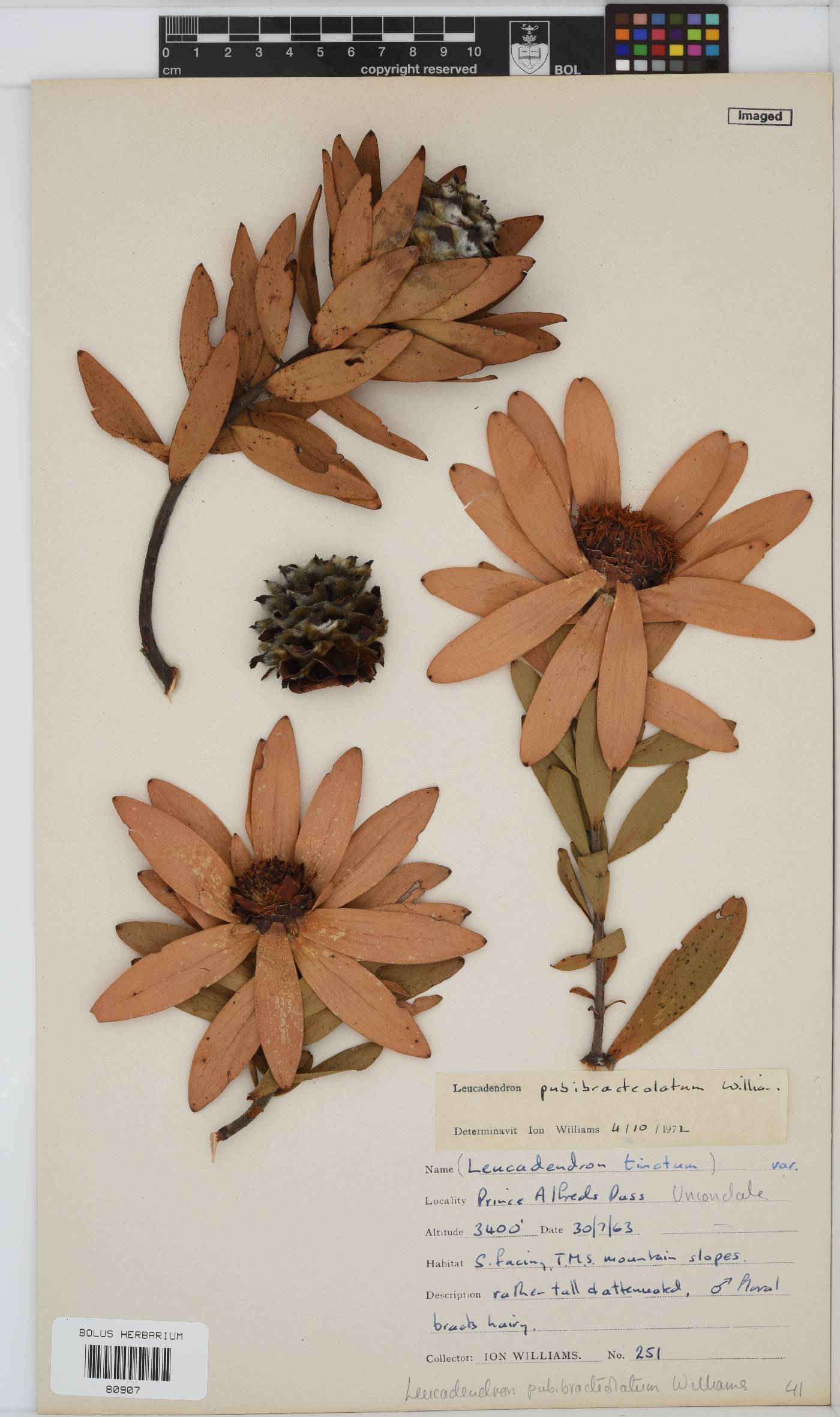 Leucadendron pubibracteolatum image