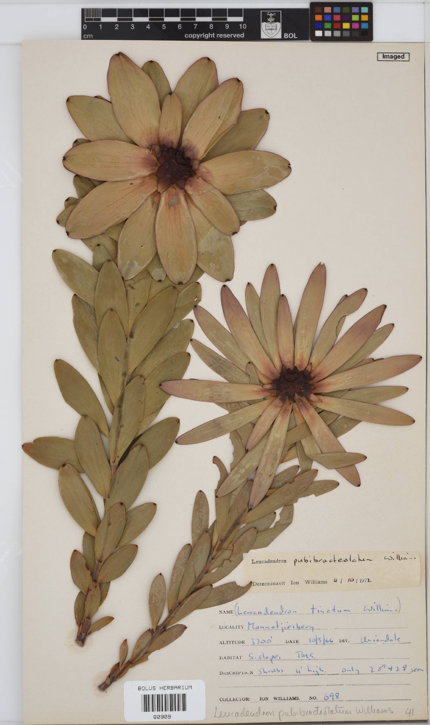 Leucadendron pubibracteolatum image