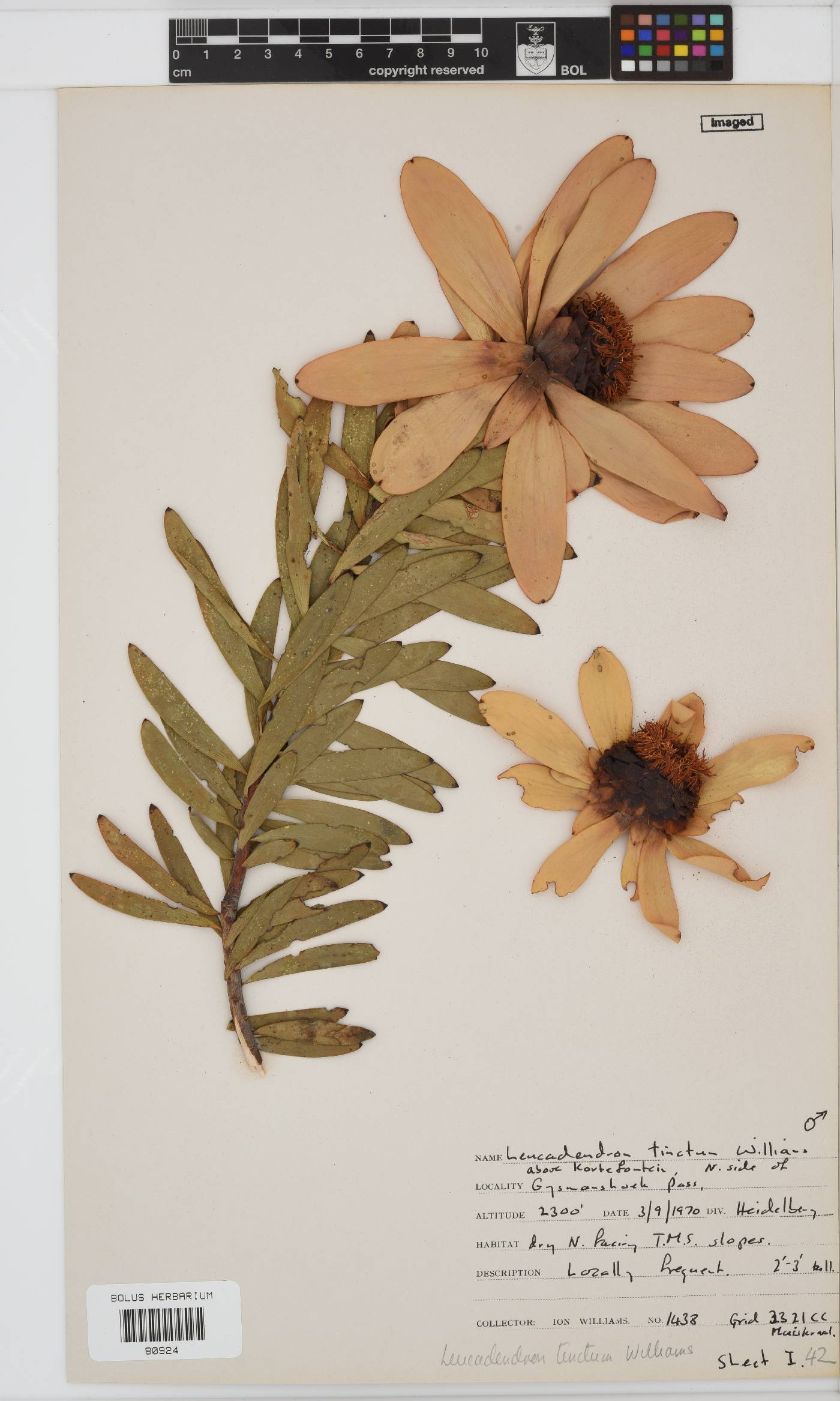 Leucadendron tinctum image