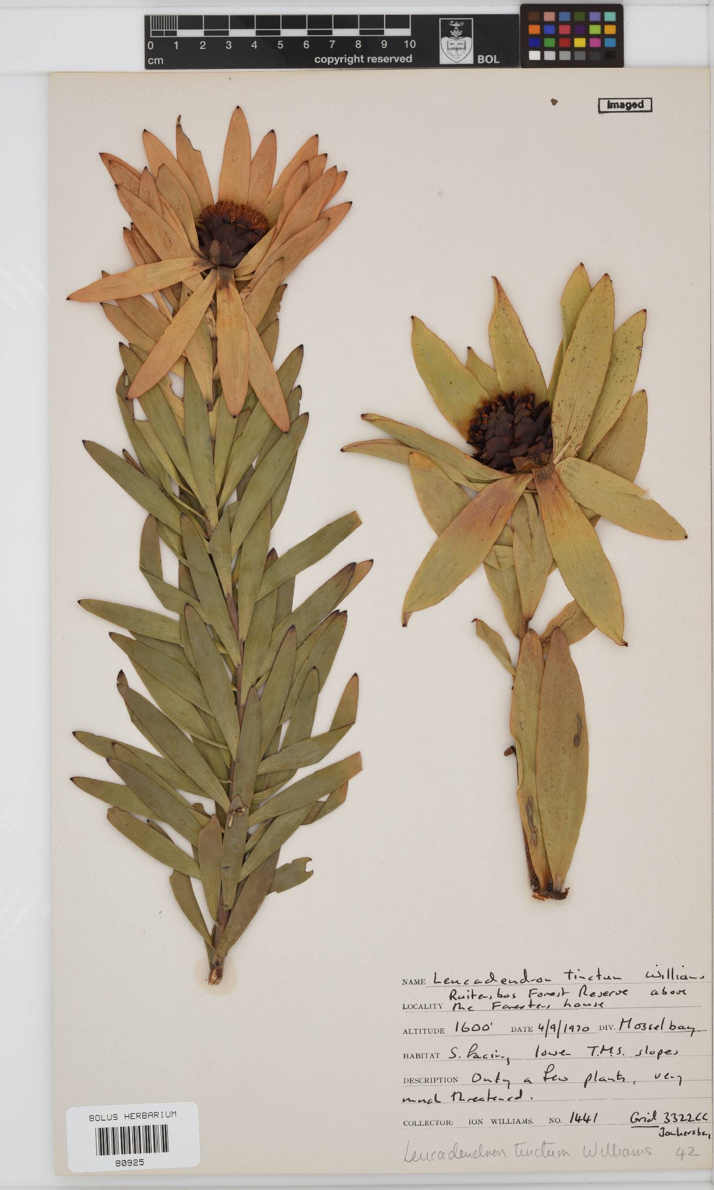Leucadendron tinctum image