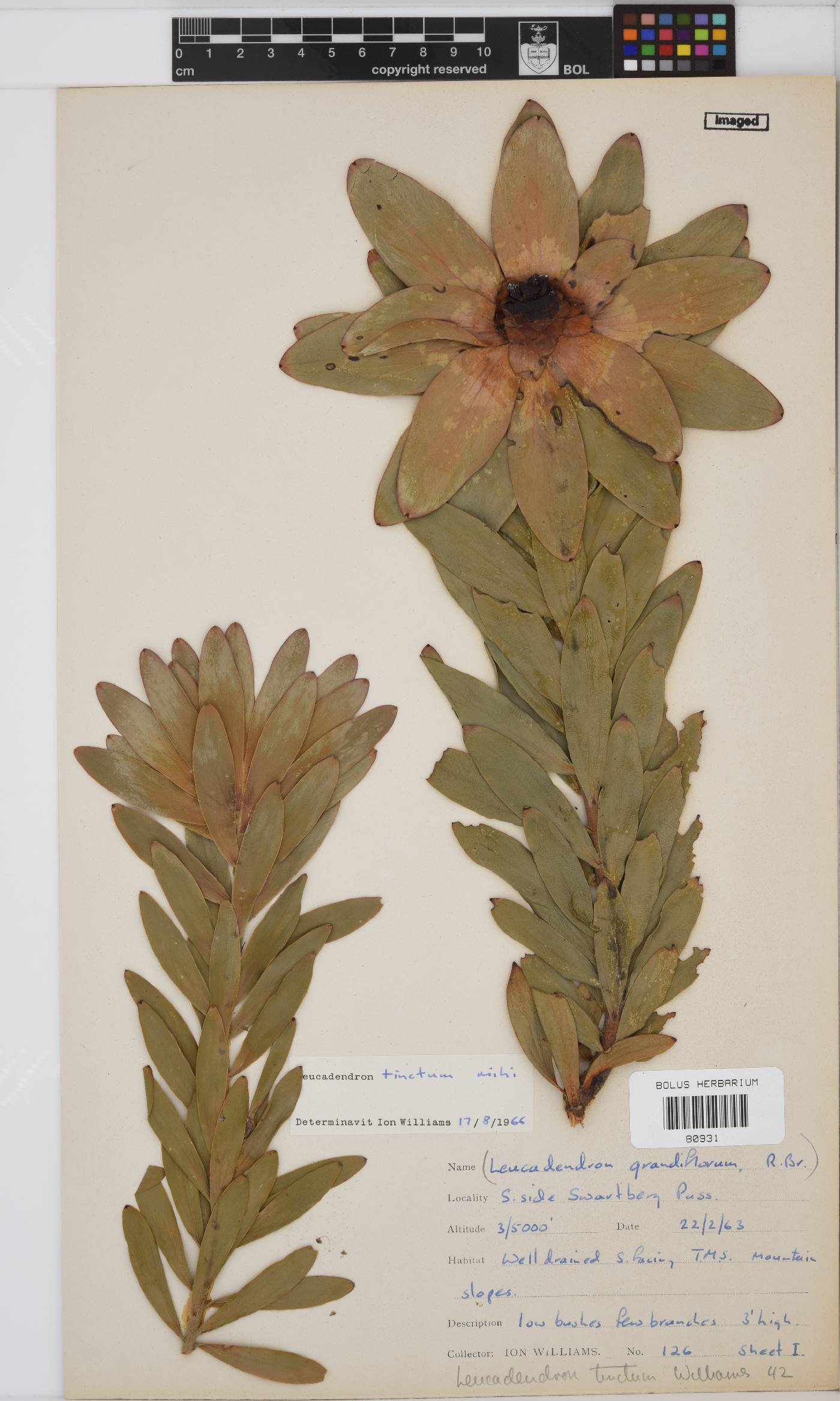 Leucadendron tinctum image