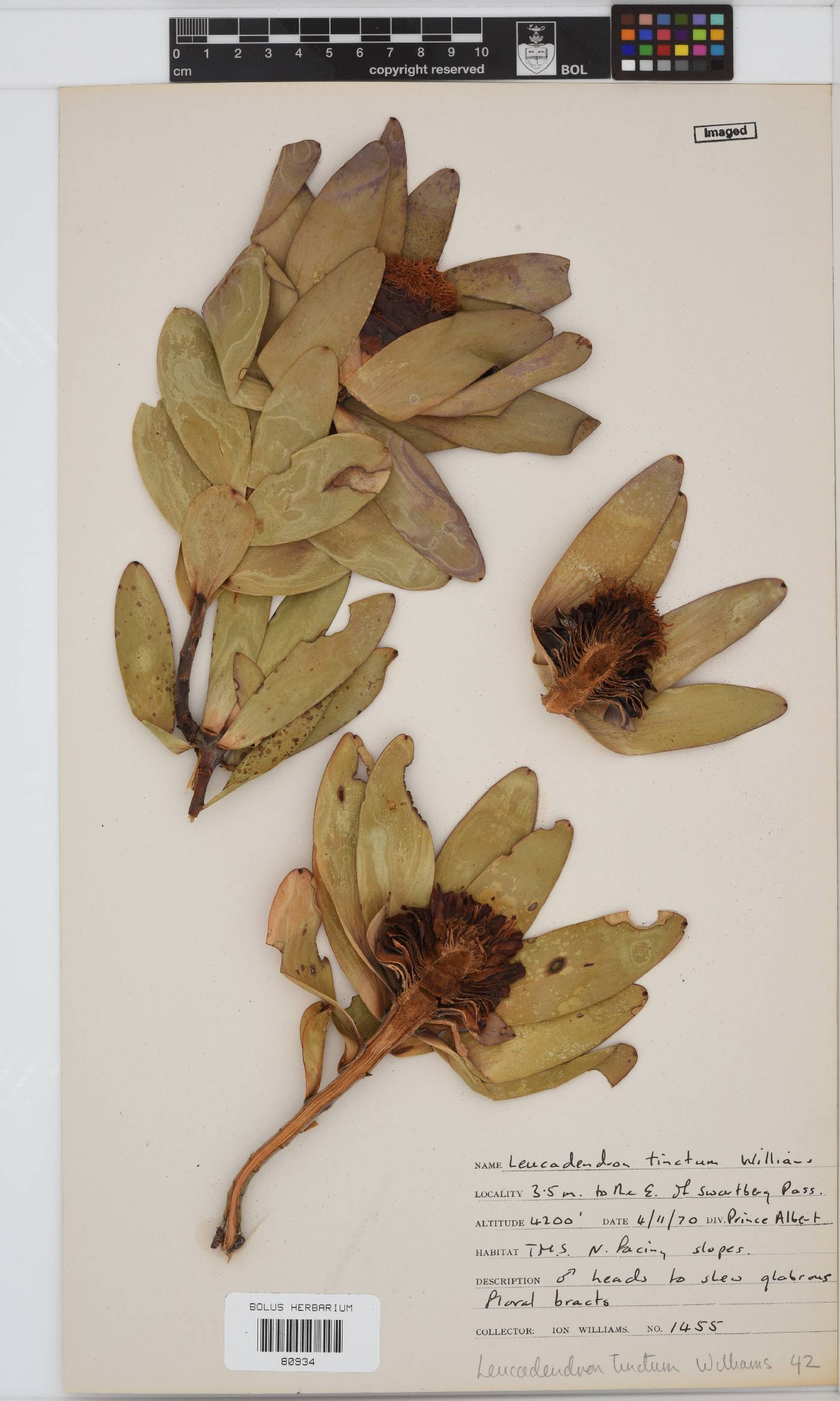 Leucadendron tinctum image