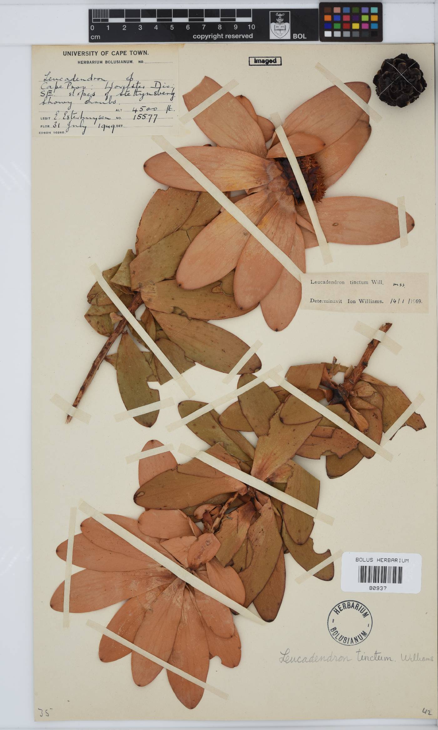 Leucadendron tinctum image