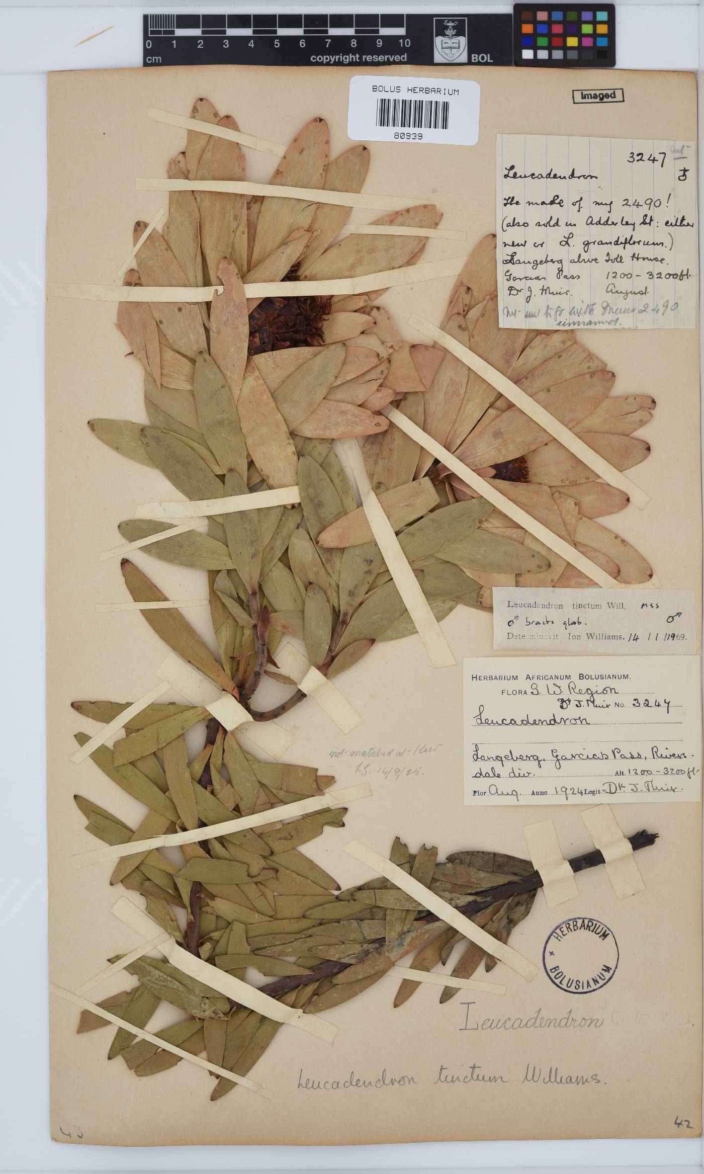 Leucadendron tinctum image