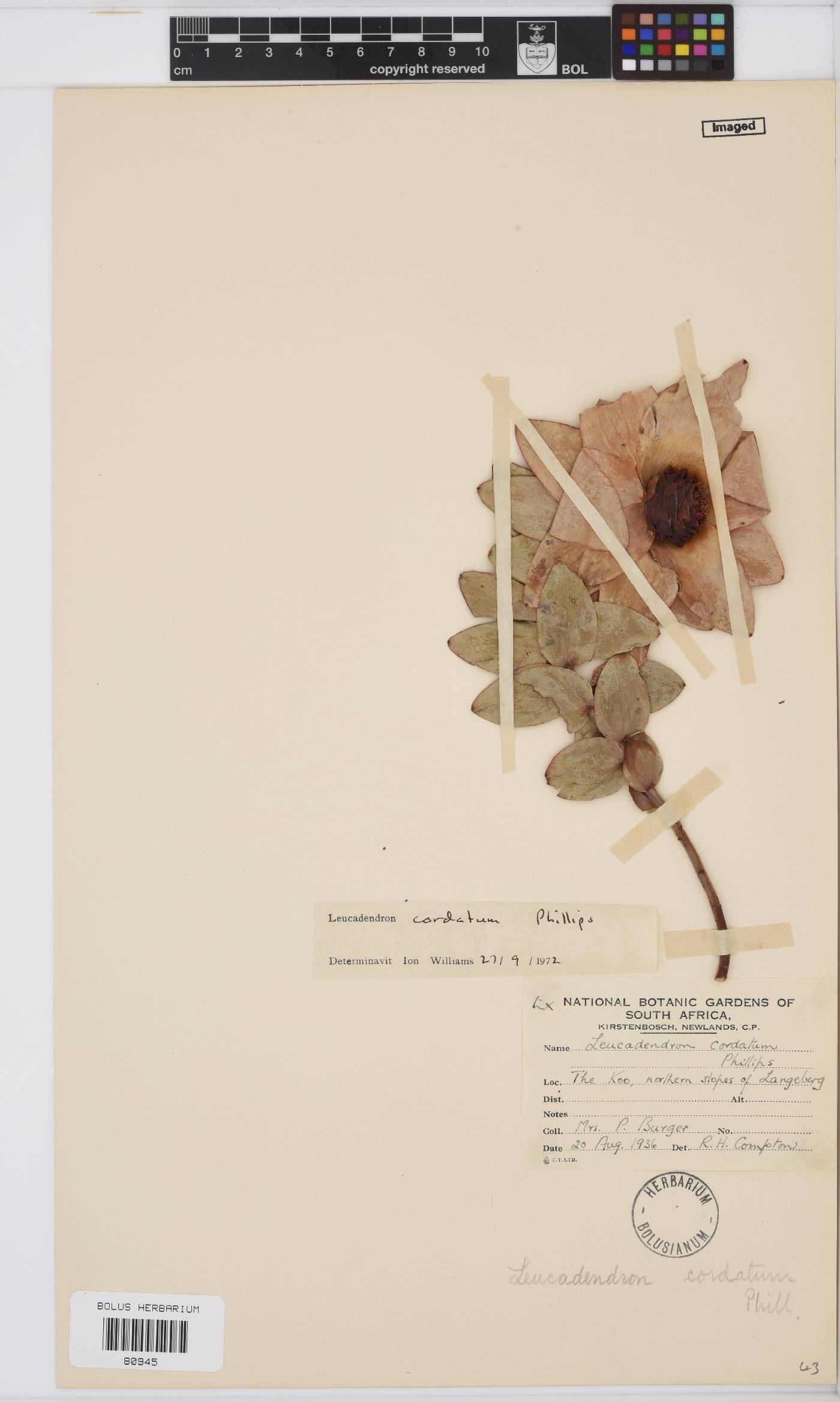 Leucadendron cordatum image