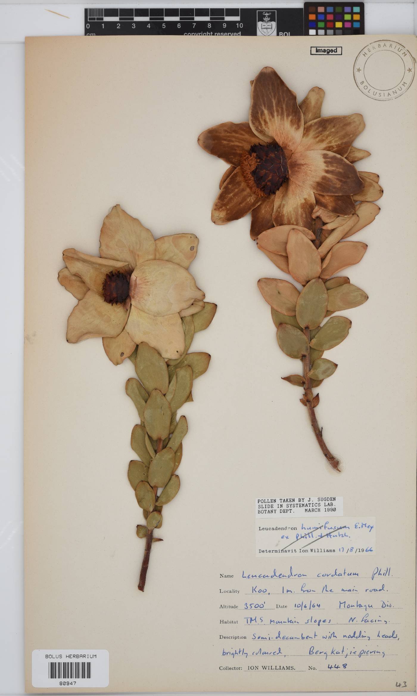 Leucadendron cordatum image
