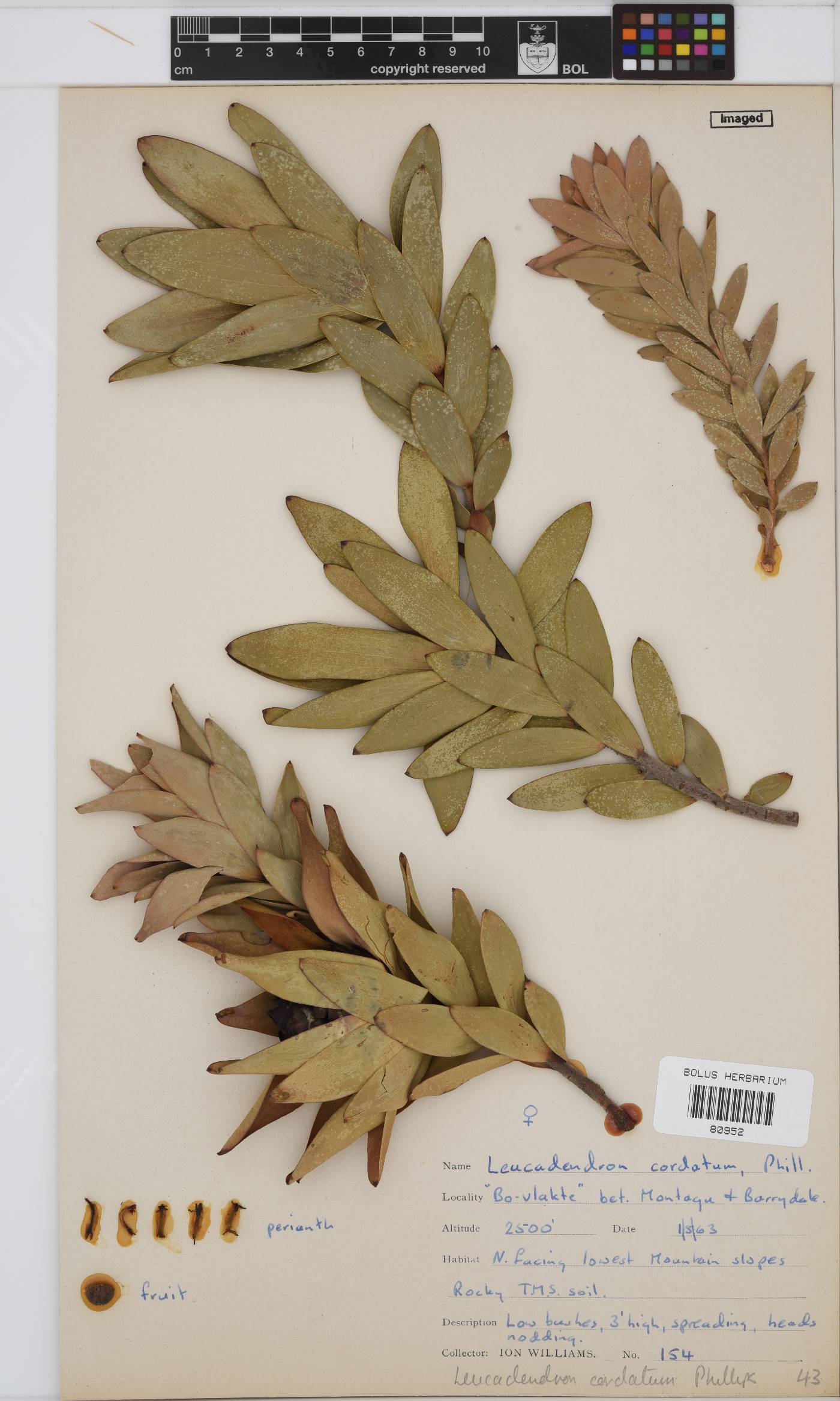 Leucadendron cordatum image