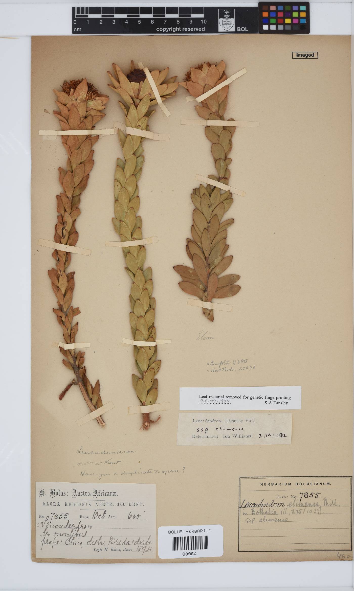 Leucadendron elimense subsp. elimense image