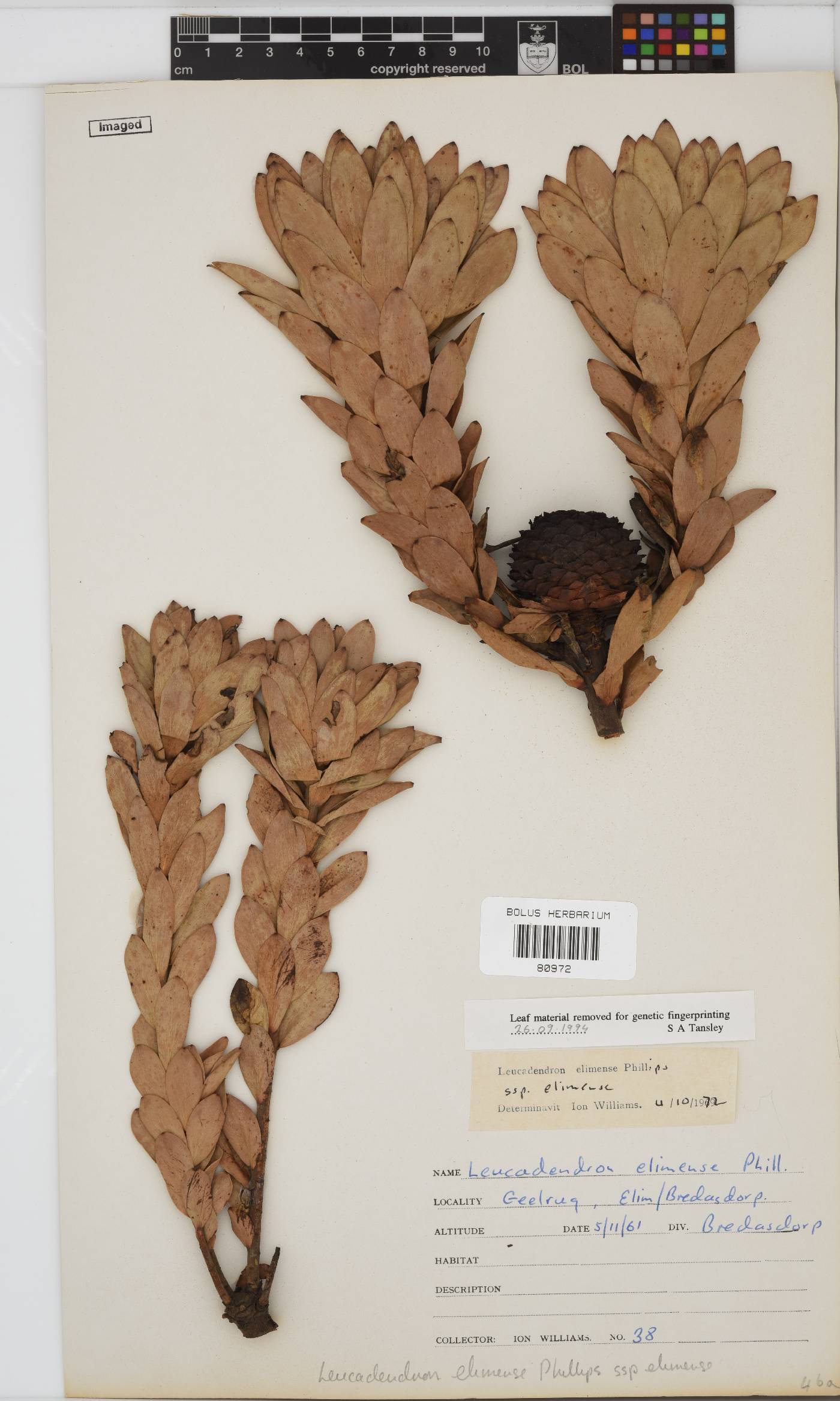 Leucadendron elimense subsp. elimense image