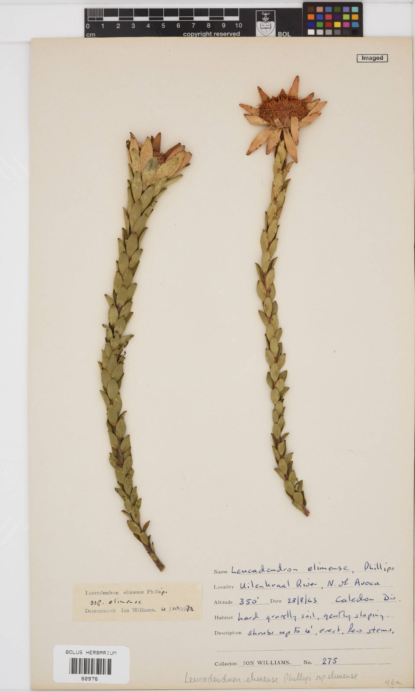 Leucadendron elimense subsp. elimense image