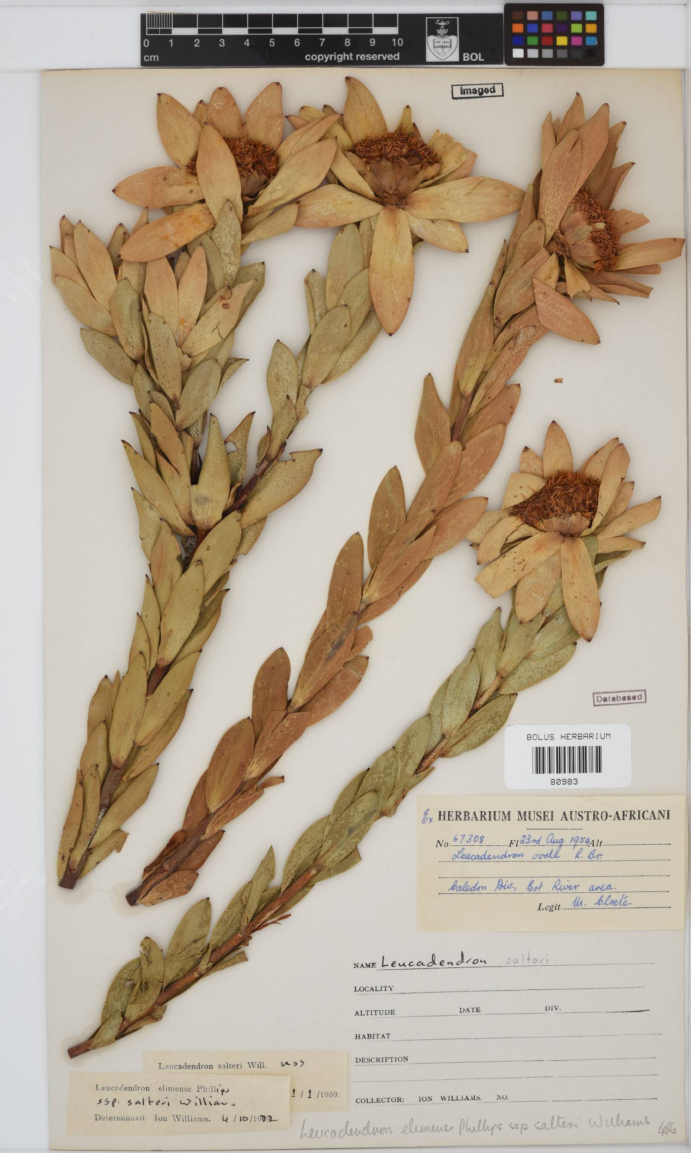 Leucadendron elimense subsp. salteri image