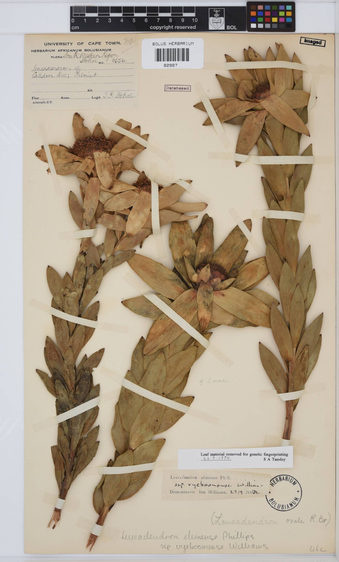 Leucadendron elimense image