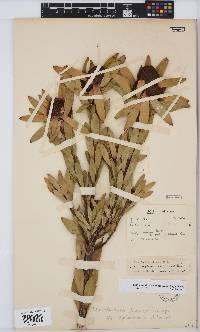 Leucadendron elimense image
