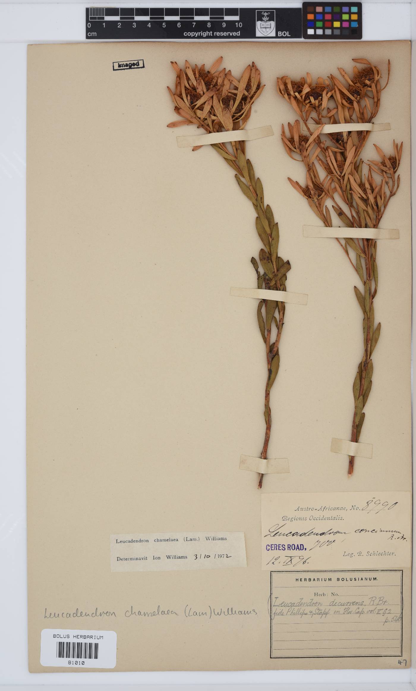 Leucadendron chamelaea image