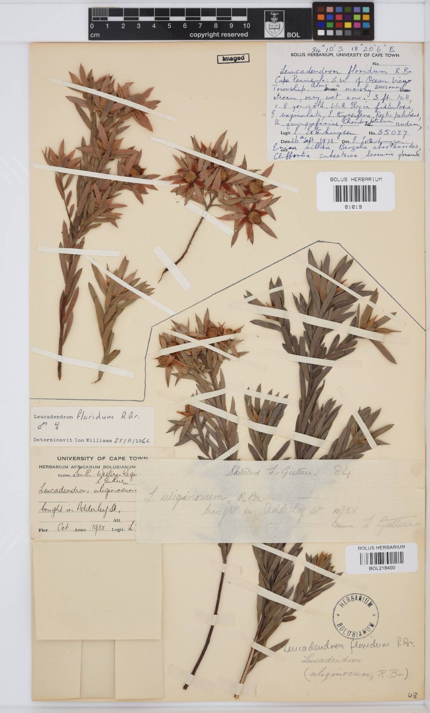 Leucadendron floridum image