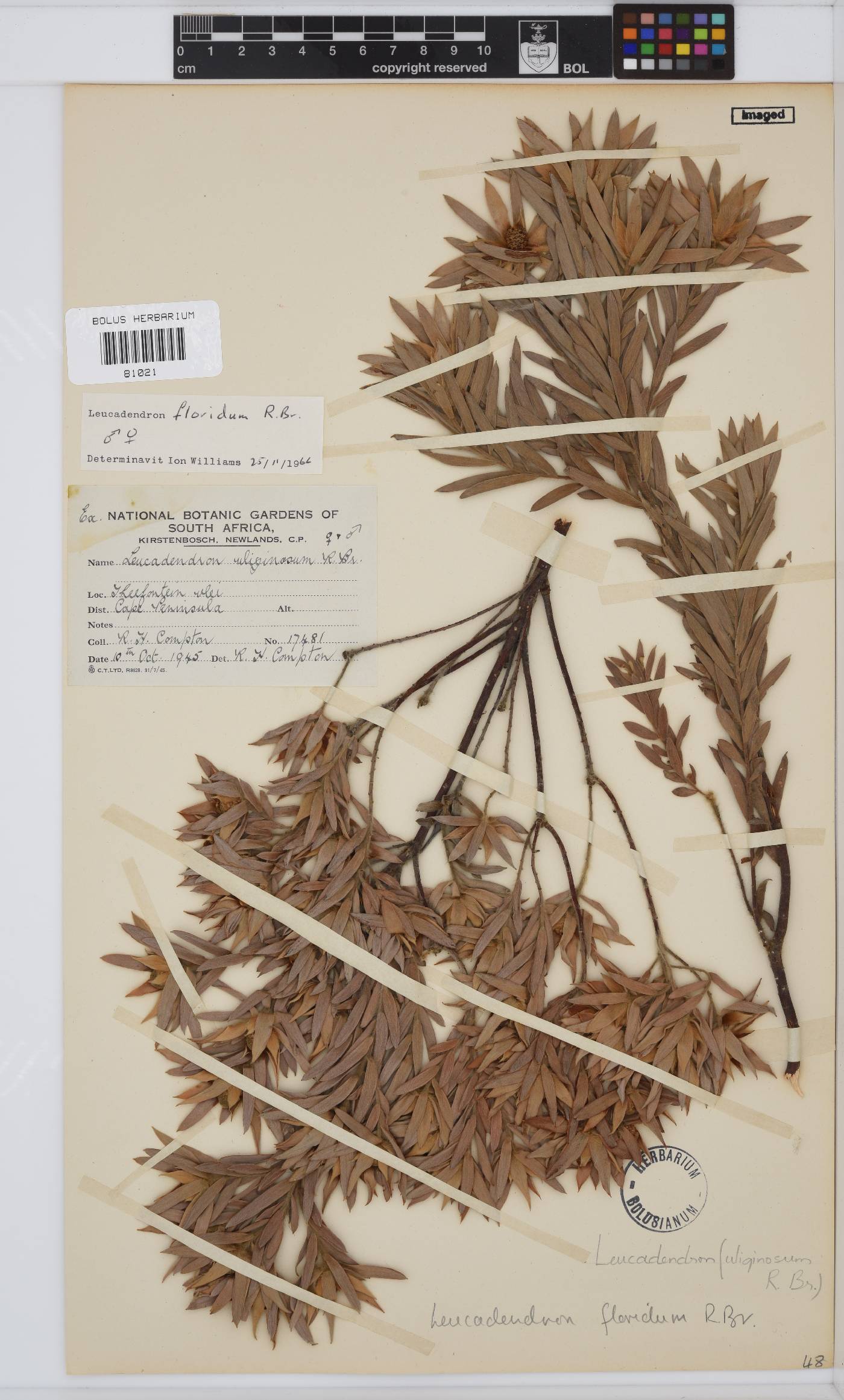 Leucadendron floridum image
