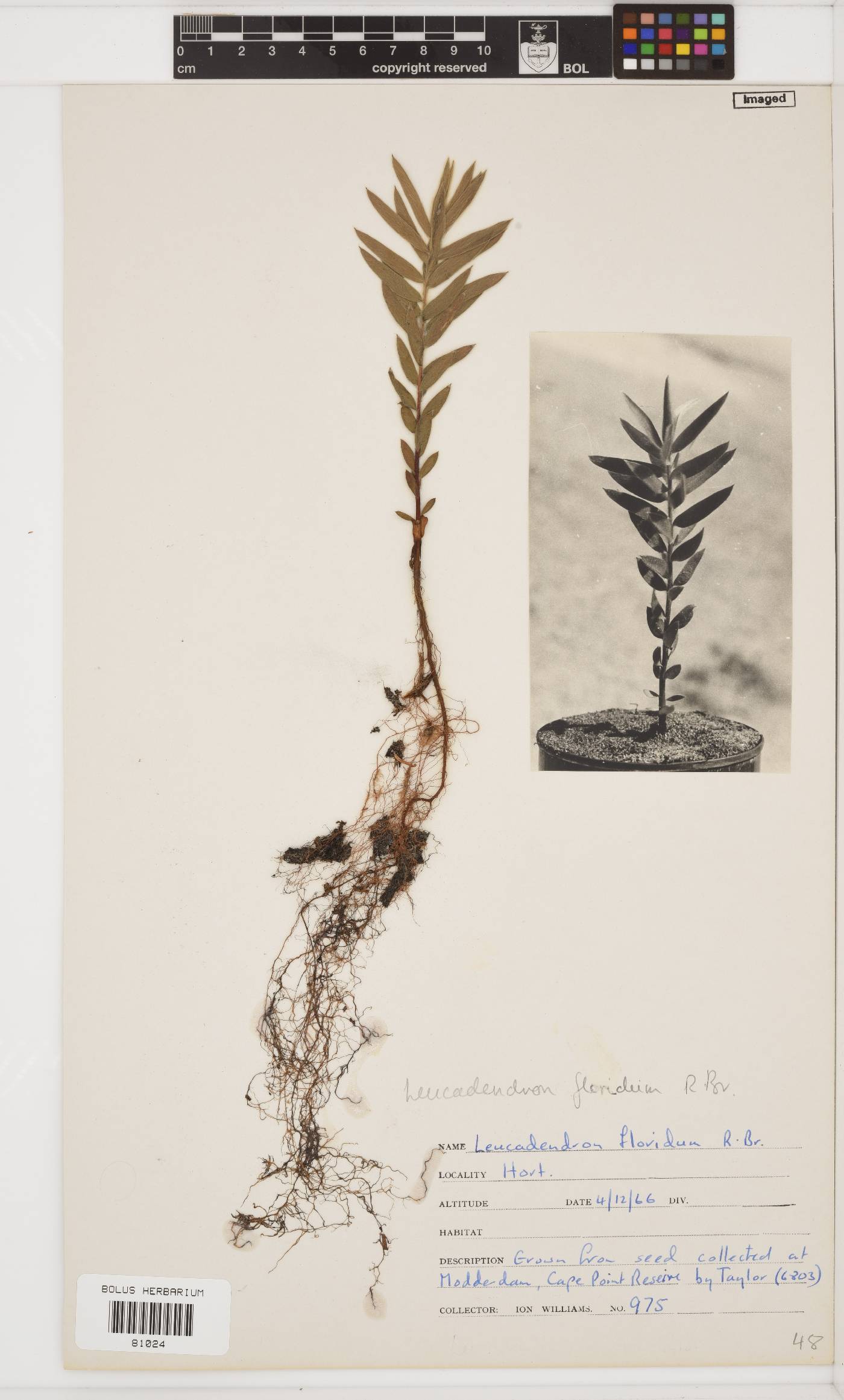 Leucadendron floridum image