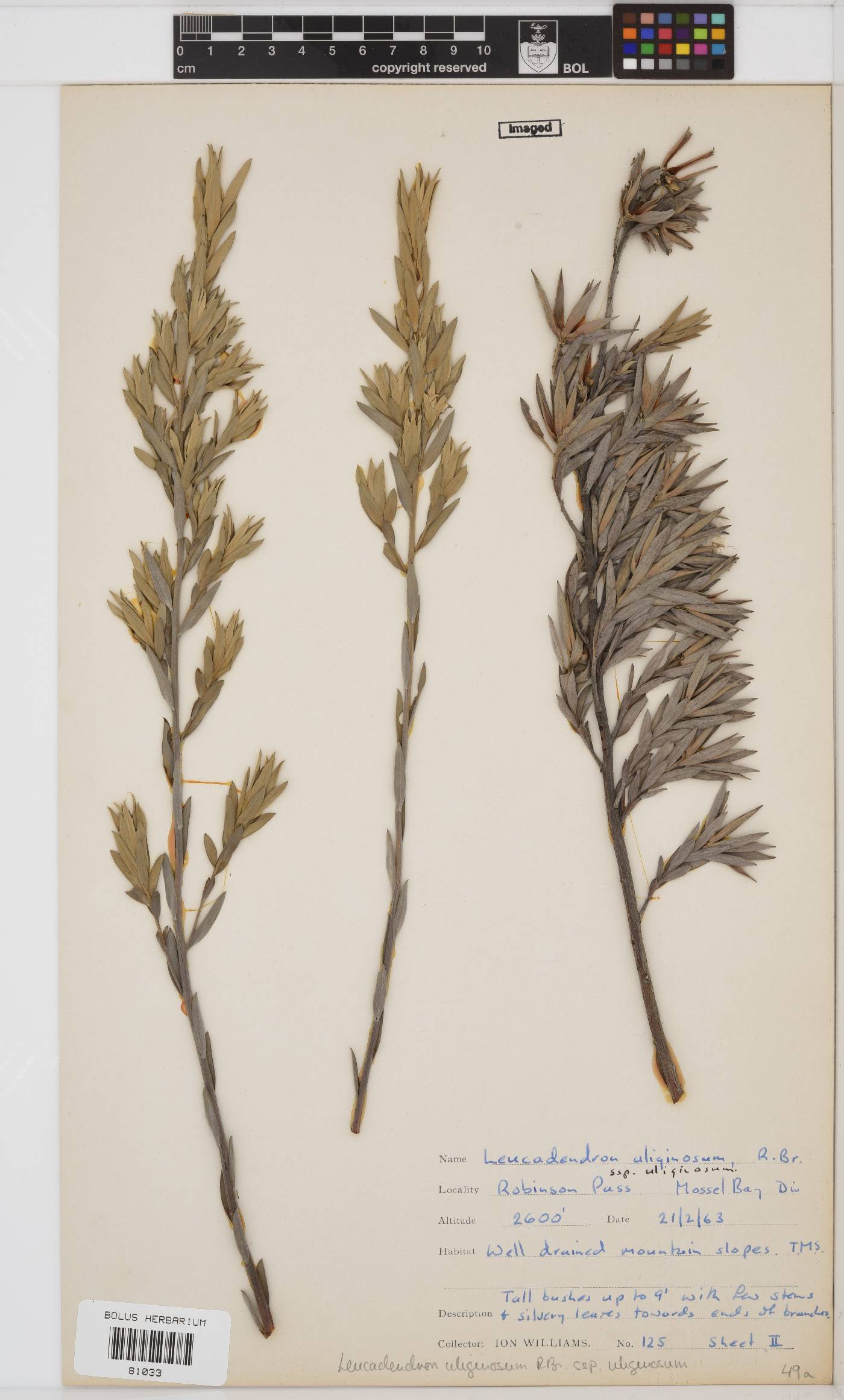 Leucadendron uliginosum subsp. uliginosum image