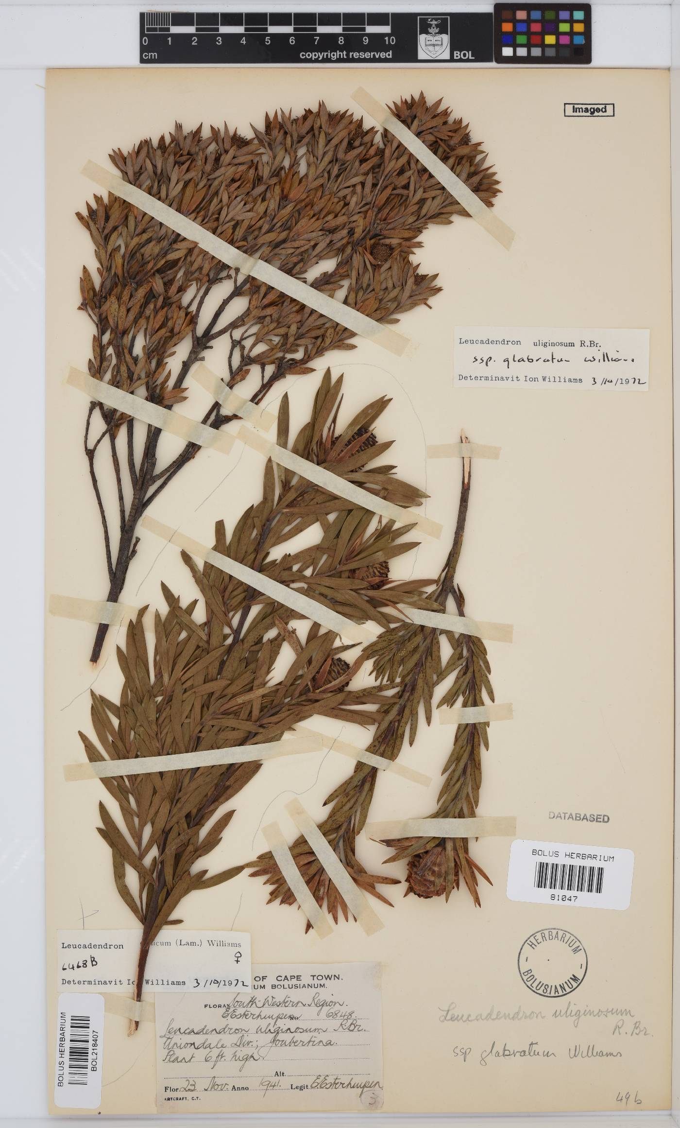 Leucadendron uliginosum image