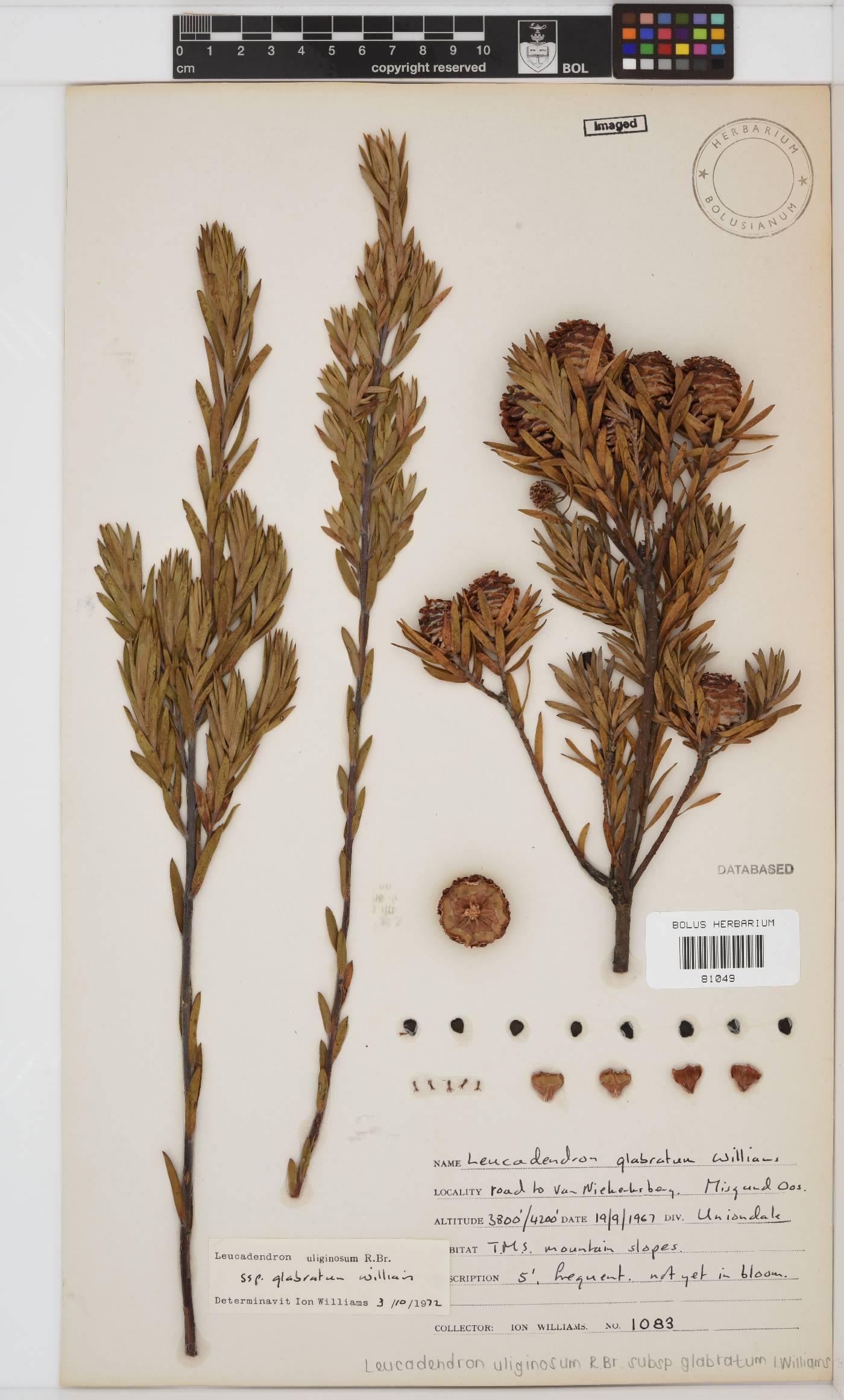 Leucadendron uliginosum subsp. glabratum image